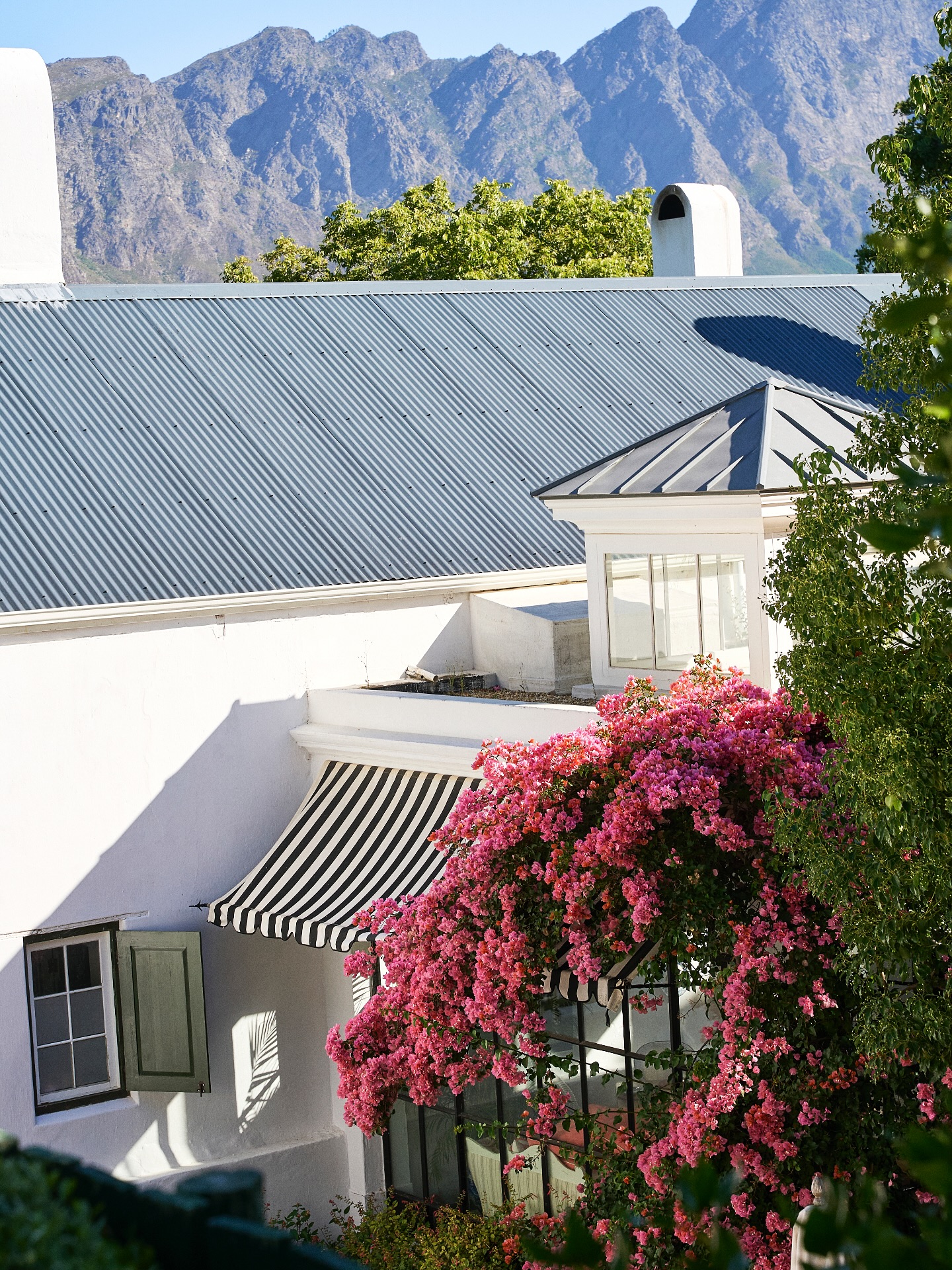 Anticipating the vibrant beauty of the bougainvillea as it prepares to bloom again.
.
.
.
#lacotte #lacottefarm
#franschhoek #franschhoeklife
#spring #bougainvillea🌸