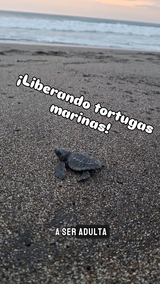 Acompañabos a liberar tortugas marinas en el Museo Regional Comunitario de la Tortuga Marina en Mazatan
#tortugamarina #tortugagolfina #Biodiversidad #tortugas #educacionambiental #mazatan