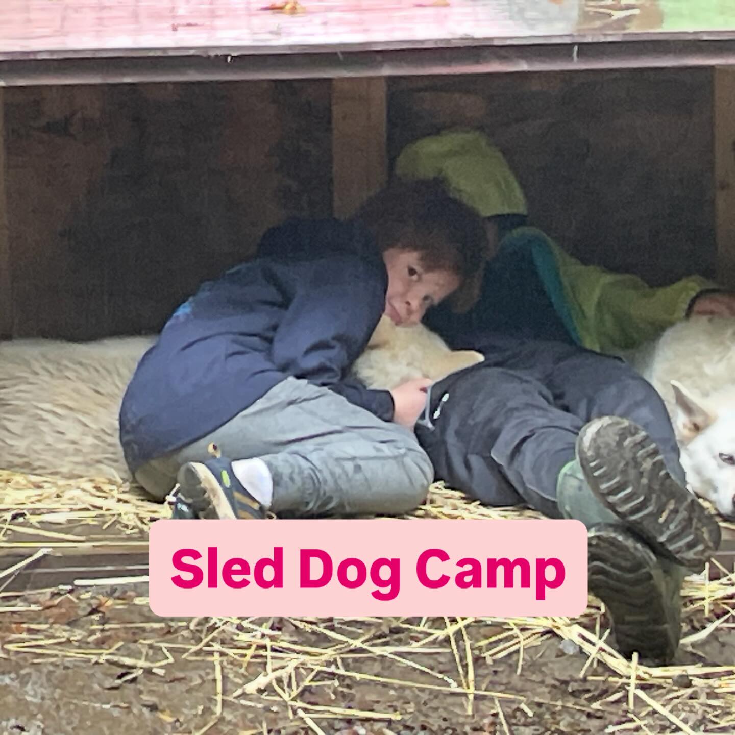 It was a cold n rainy day, Sisters Taffy & Tunny were keeping their campers warm❗️❤️#hilltownsleddogs #sleddogcamp #summercamp #kidslovedogs