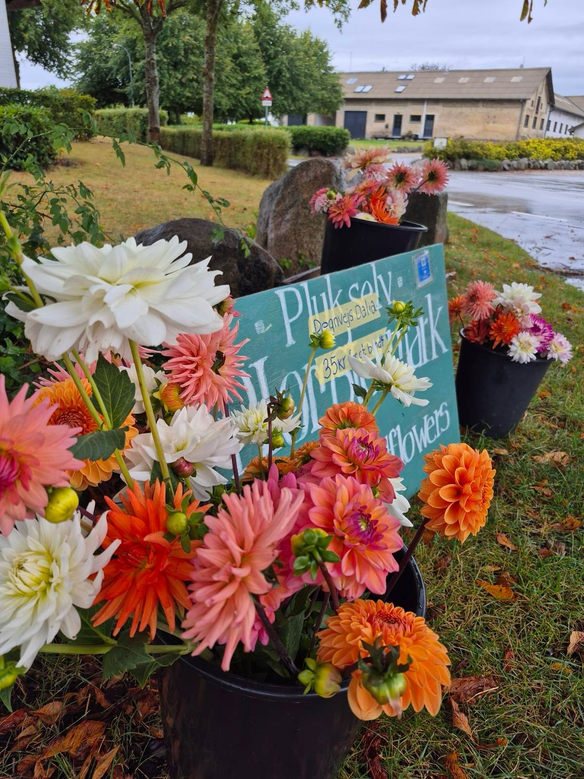 Vi har glædet os til regnen, og håber det varer hele dagen 💦☔️🫣
Dahliaernes blomster er ikke pæne efter sådan en omgang, og lysten til at gå rundt og plukke nede på marken er måske heller ikke så stor i dag. Derfor har vi allerede i går aftes plukket til bundter og sat klar oppe på vejen, lige ved indkørslen til Oldhøjgaard.
35 kr for et bundt, det er et rigtig regnvejrstilbud! 💚🌸 snup dem med hjem til weekenden.
Hilsner Malene & Camilla