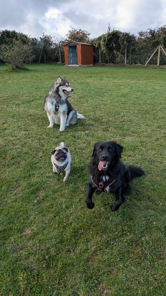 Fun at @thebark.park for @suggs_the_pug @dexterwolfdog and Esme.
Space to run, stuff to sniff, apparatus to try, and views to devour!
