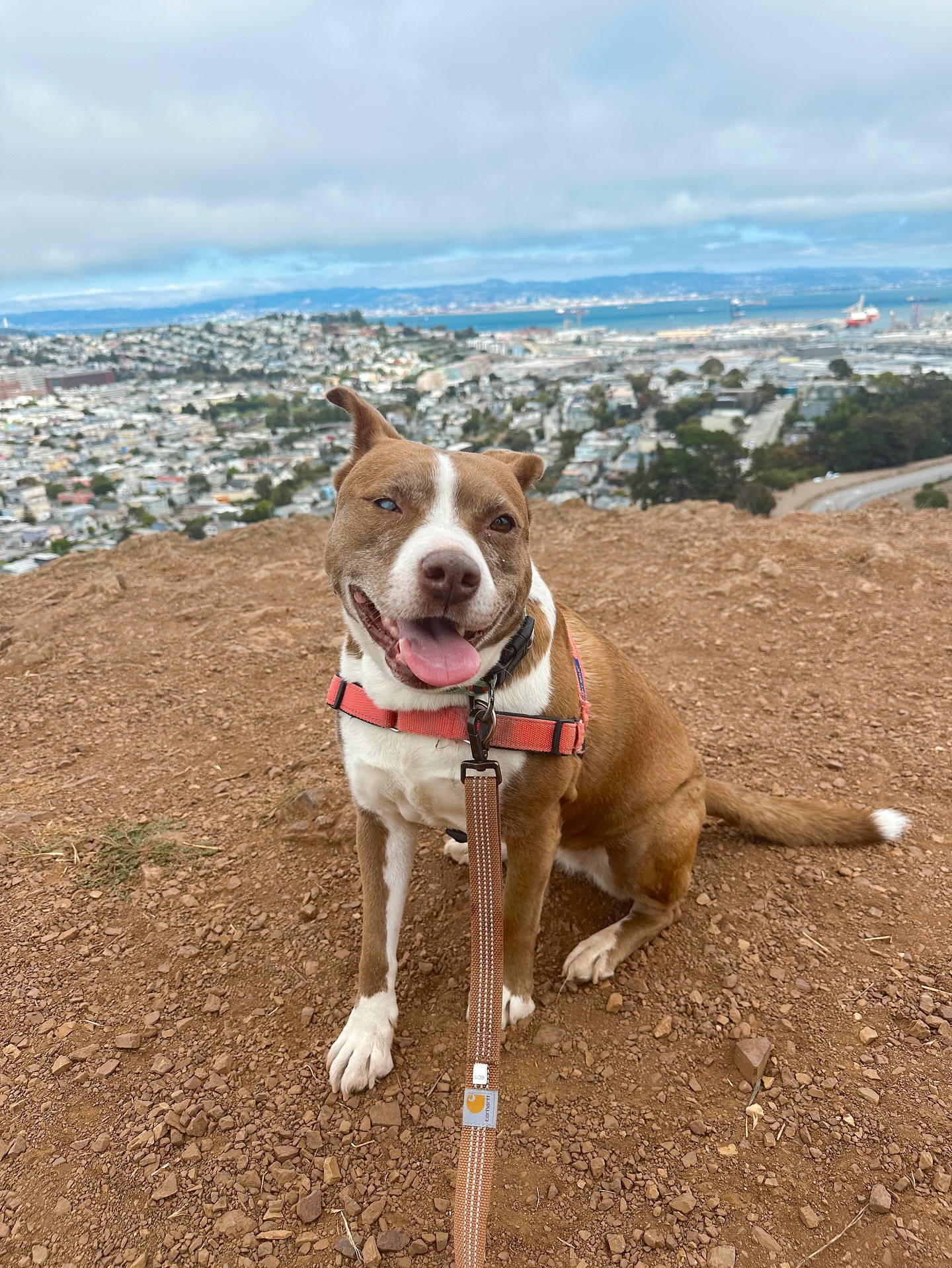 Gertie 🤎 we treat your pups like part of our family