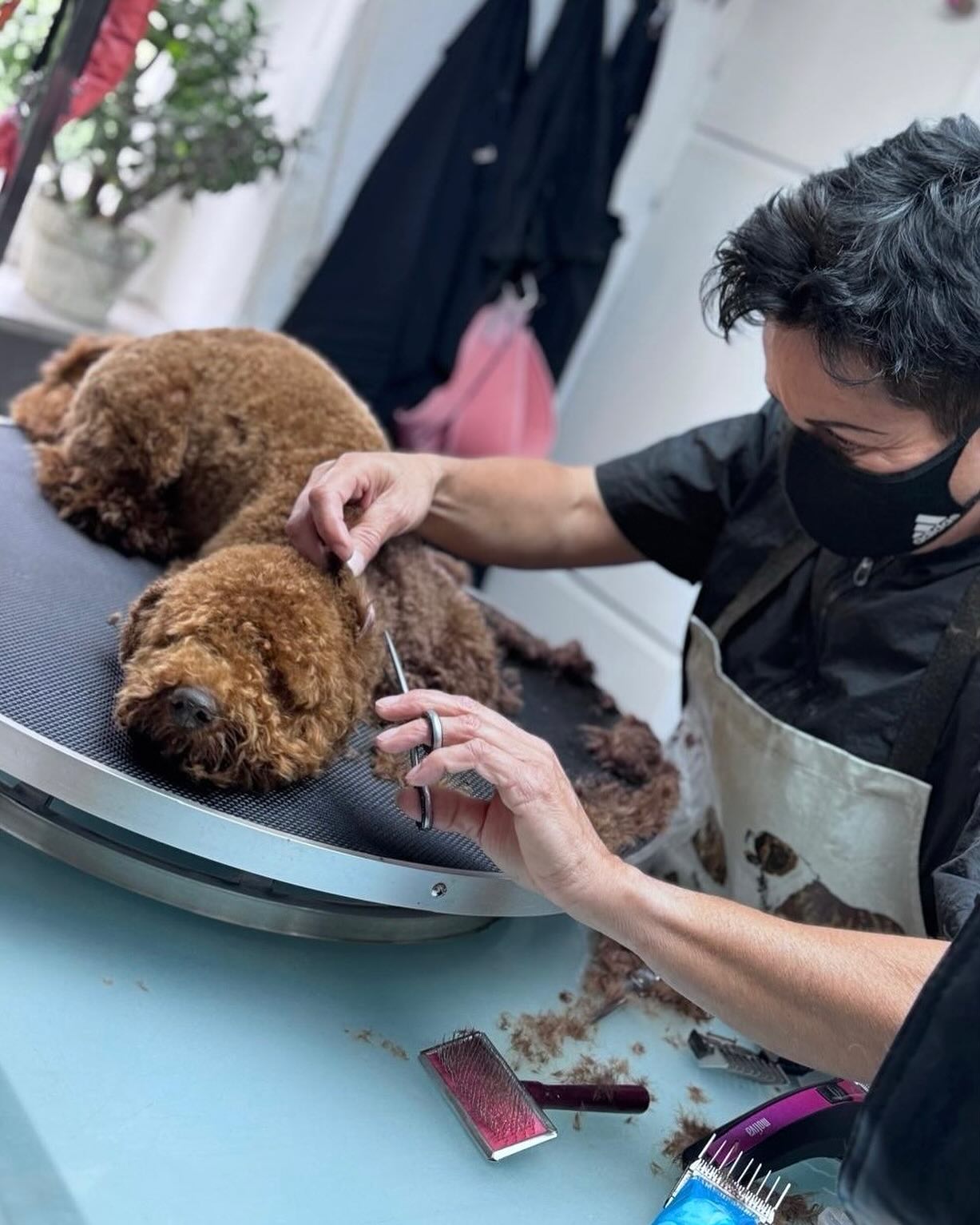 Tiefenentspannt… ❤️
#pudel #pudelliebe #pudelpflege #tiefenentspannt #glücklicheshundekind #fellblickschopfloch #hundesalon #fellpflege #hundepflege #gechillt #wennsamschönstenist
