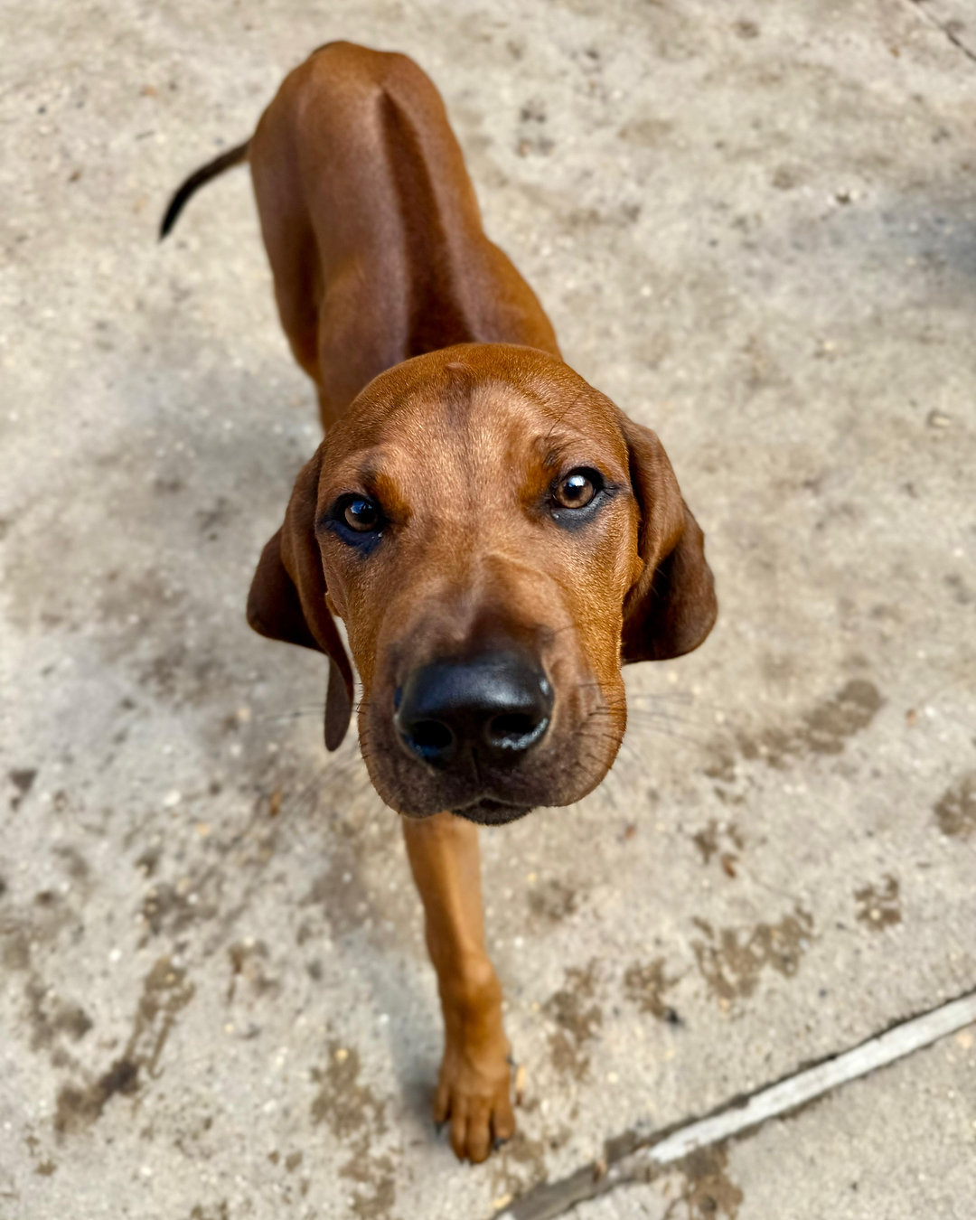 To neuter or not to neuter? It's a big question for dog owners! Discover valuable insights and advice in our latest blog post. Link in Bio #DogDaycareSurrey #DogBoardingSurrey #DogCareTips #NeuteringDogs #SpayingDogs #DogHealth #PuppyCare #SurreyDogs