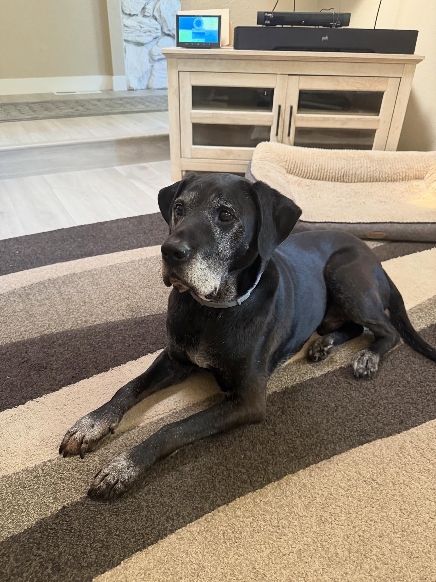 Barnacle is officially retired and available for adoption to his forever home! Barni is just a sweet boy that would be happy as an only dog or with a friend to play with. My best guess is no cats but he is fine with children. He is 9 years young, fully housebroken and a buddy to all.