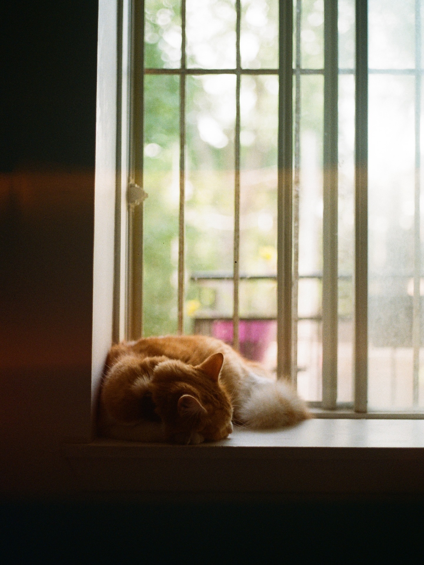 Milo
#filmcamera #film #camera #photography #mood #moodygrams #instagood #lomography #日常 #color #colorfilm #analoglove #filmy #canonae1 #kodak #cat