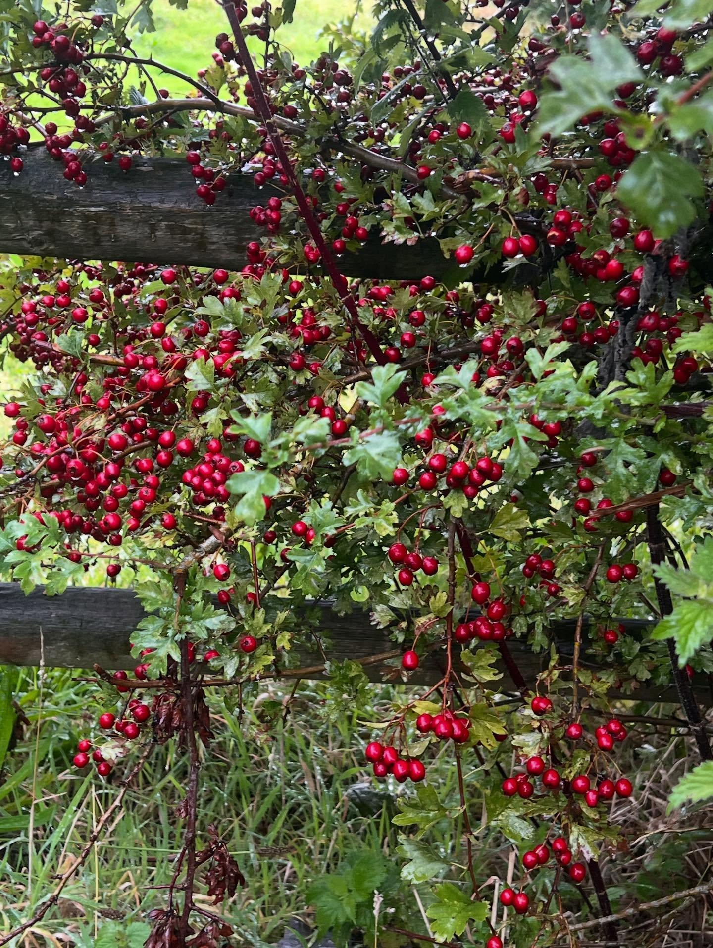He’d grow to bottle!! More like bbq sauce!!🤔😁😋#hawthornberries #berylscampsite #hawthornberryketchup #foraging #hedgerows #ketchup