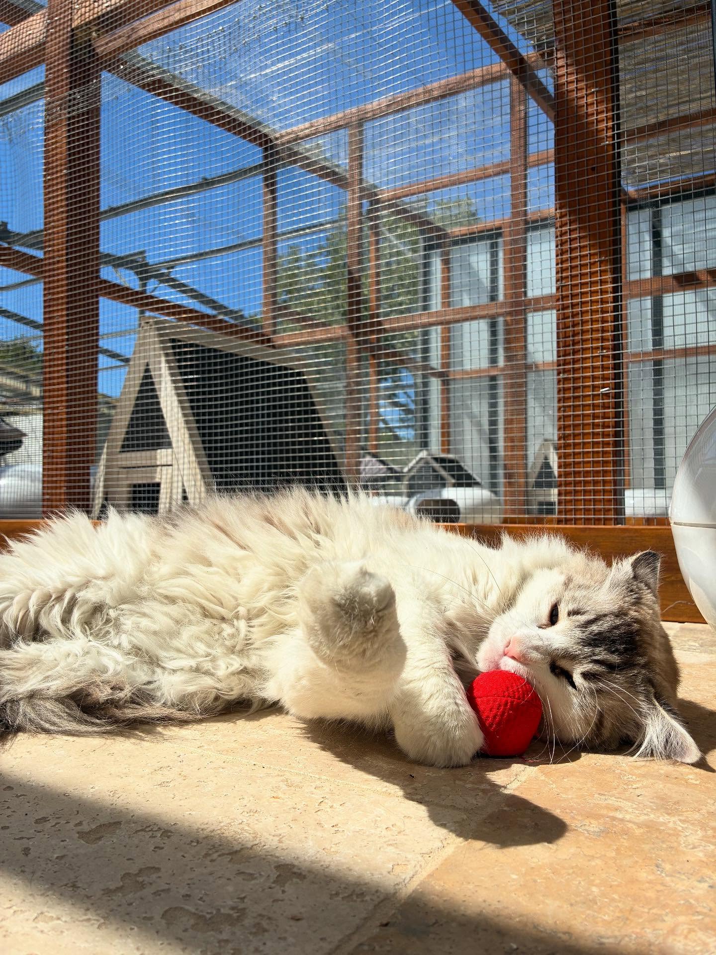 Un défilé de petites beautés en cette semaine de rentrée 🐱
Léon, Trooky, Roucky, Oslo, Manolo, Jack, Rocket, Twiny et Ozzy 🤩
#larecreduchat #pensionpourchats #hotelpourchats #aixenprovence #aixmaville #cat #cats_of_instagram #cats #septembre #rentrée
