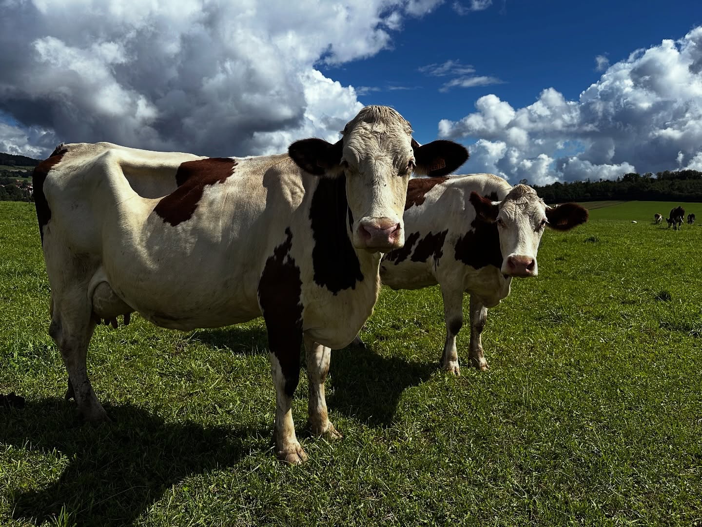 ✨🐄 “Après un été à jouer les GPS vivants pour les randonneurs perdus entre GTJ et sentiers du Doubs horloger… 📍🗺️
Nos vaches montbéliardes, reines du Comté AOP et stars des pâturages, s’offrent ENFIN une petite pause bien méritée. 😎🌿
En mode shooting photo, elles reprennent leur mission d’accueil… toujours avec le sourire (et un peu d’herbe entre les dents 🌱).
Touristes de l’arrière-saison : vous êtes entre de très bonnes cornes !” 🤭💛🧀
#doubstourisme #randonnée #vacheslaitières #doubshorloger #ffrandonnée #chambreshotes #montagnesdujura @pnrdoubshorloger @payshorloger @pays_de_montbeliard_tourisme @ilove_comte @gtj.jura