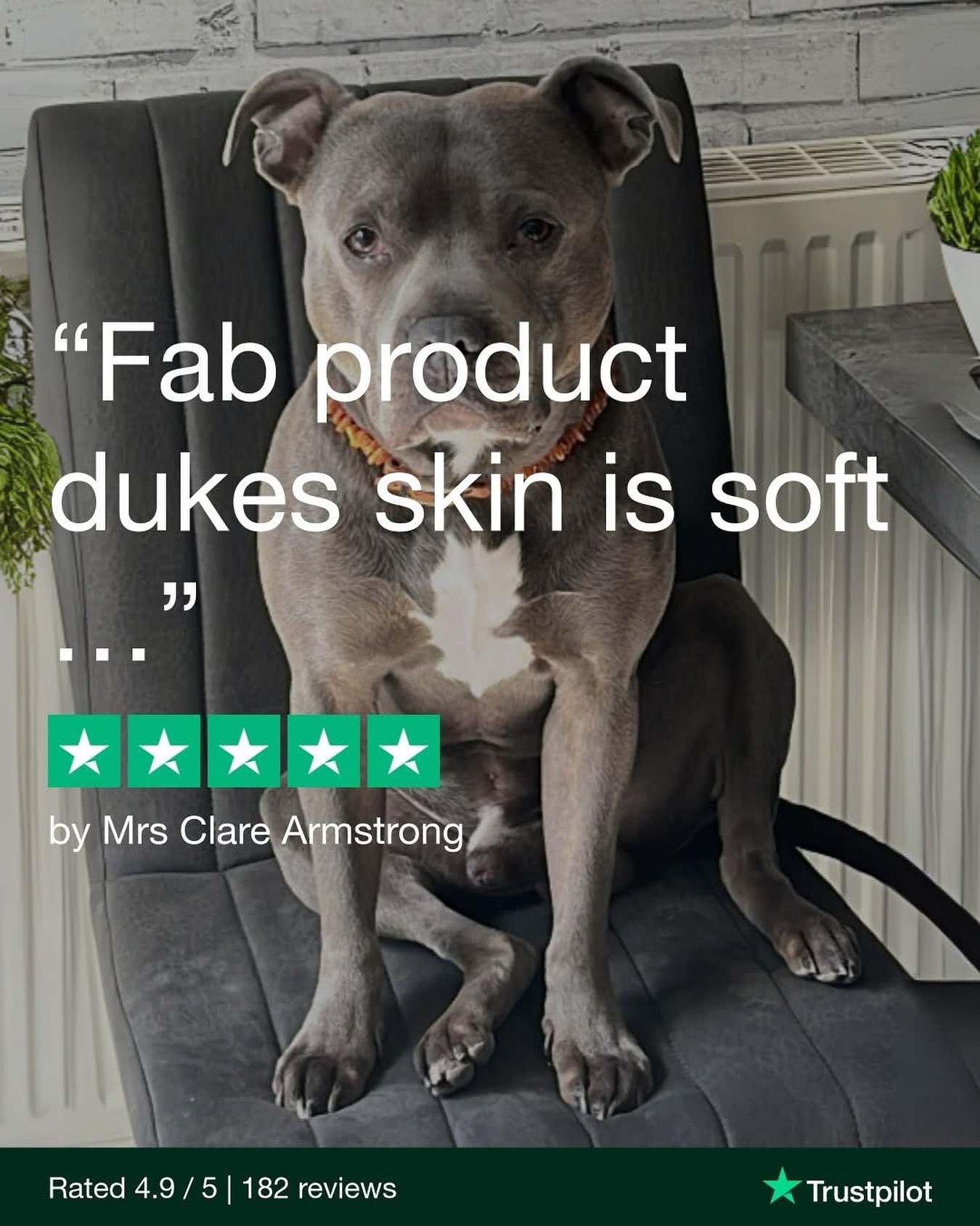 Duke’s Skin is Glowing 🐾
Huge thank you to Clare Armstrong for sharing this lovely feedback about Duke!
We’re thrilled to hear his skin is soft and healthy. Every win makes a big difference.
Get the restock: https://www.oxypet.co.uk/product-page/oxypet-oxygen-water-subscription
#HealthyDogs #DogWellness #PetParents #DogsOfInstagram #OxyPet #PetCommunity #Chihuahuas #DogHealth #FlatFacedBreeds #PetWellness #HealthyDog #DogCareTips #OxyPet #PetEducation #Dogs #FrenchBulldogs #BoxerDogs #Pugs #EnglishBulldogs #BrachycephalicDogs