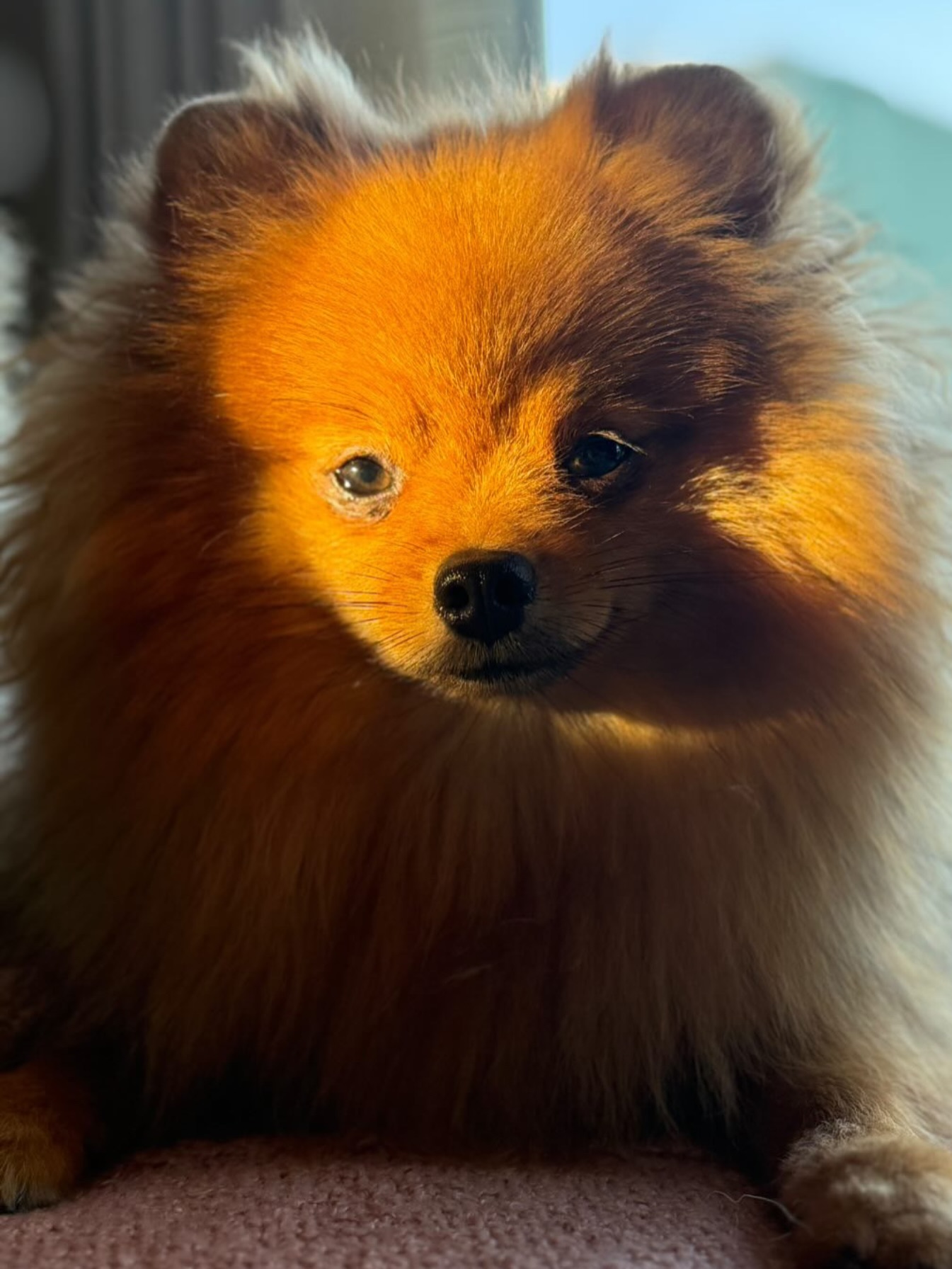 Knappe Stormi ♥️♥️♥️ #pom #pomeranian #pomeranian_fever #pomeraniangirl #pomeranianpuppy #pomeranianlovers #pomeranianworld #cutedog #fluffy