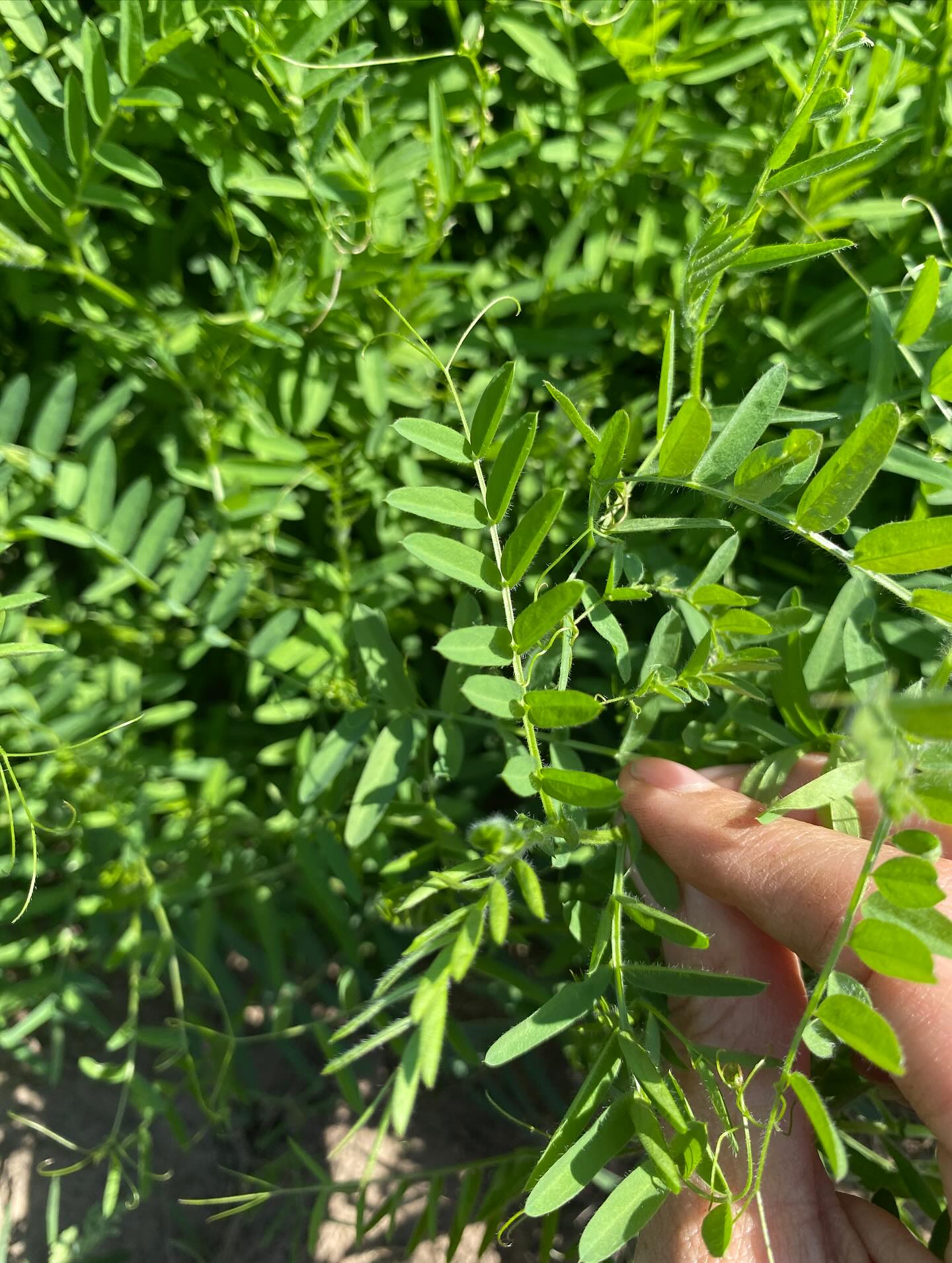Lentils! Nature’s……lentils. These little legumes are growing in between our field rows abundantly. They were discovered by accident this season - perhaps a seed bank that decided this year was its year. These legumes fix nitrogen in the soil, add organic matter, prevent erosion and help build our soil health over time. We rely heavily on cover crops for soil health and use them throughout the year to build our soil.