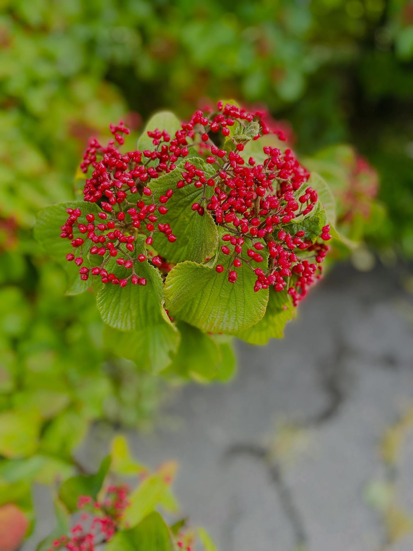 Whispers of a song in scarlet