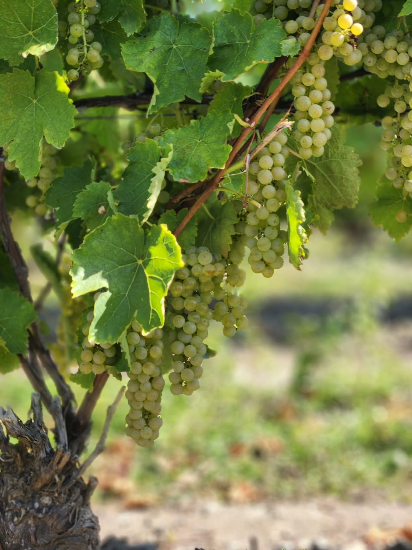 ✨ The 2025 vintage is almost here! ✨
Select grape varietals will be available as fresh pressed juice. DM us for details and availability.