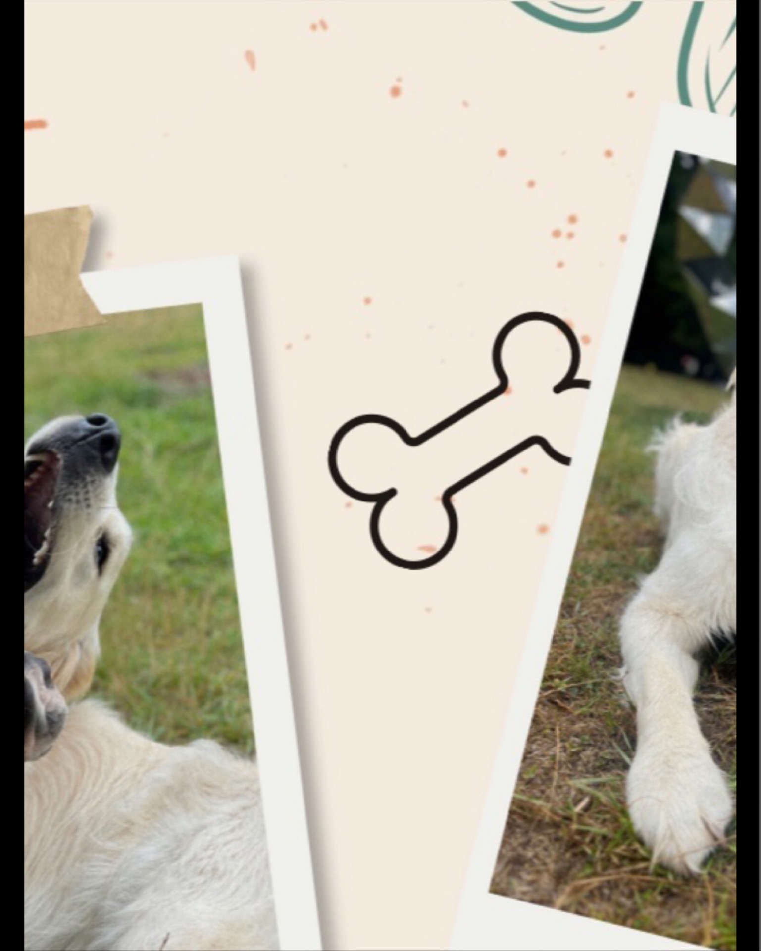 ✨ Jack, 1 an et demi, golden retriever professionnel.
Spécialités :
🥘 Dégustateur officiel de tout ce qui traîne (même ce qui ne devrait pas).
💘 Expert en séduction canine et humaine : un regard, une patte posée délicatement… et hop, jackpot de caresses.
🐾 Objectif de vie : transformer chaque inconnu en copain de jeu ou en distributeur de gratouilles.
#PetSittingBrussels #PetSitterBruxelles #DogLoversBrussels #PetsOfBrussels #DogFriendlyBrussels #ChienHeureuxBruxelles #AnimalLoversBelgium ##GoldenRetrieverBrussels #GoldenVibes #GoldenRetrieverLife #DogLove #DogSmile #DogInfluencer #GratouilleAddict #copaindetoutlemonde
#PetSittingLife #DogCareBrussels #GarderieAnimaux #DogSittingLife #PromenadeChiens #DogLovers #HappyPets #PetCare