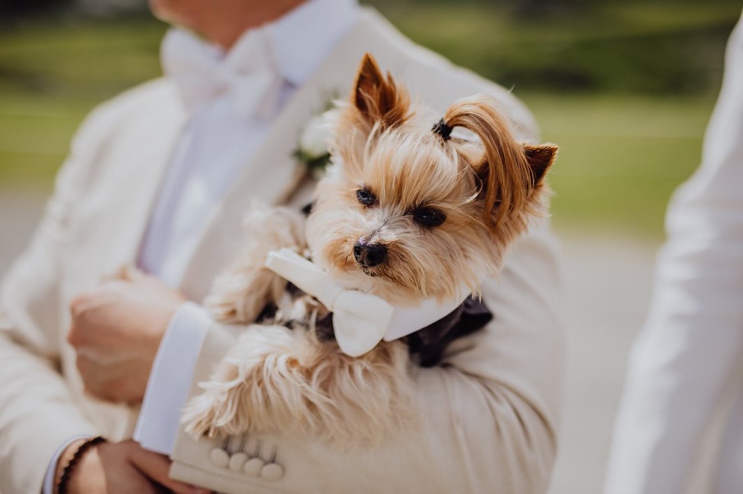 All dressed up and ready to paw-ty!
This four legged, tuxedoed friend brought smiles, laughter, and a little extra charm to the couple’s big day and, as a very special touch, he proudly carried the rings down the aisle.
Groom: @kurt.macher
Hotel: @hotel_steiner_obertauern
Ceremony: @obertauern_com
Photography: @Alexandra.groebner
Videography: @markusmalznerfilm
Flowers: @naturwerkstatt_doris_scheruebl
Cake:@brigittaschickmaier_konditorei