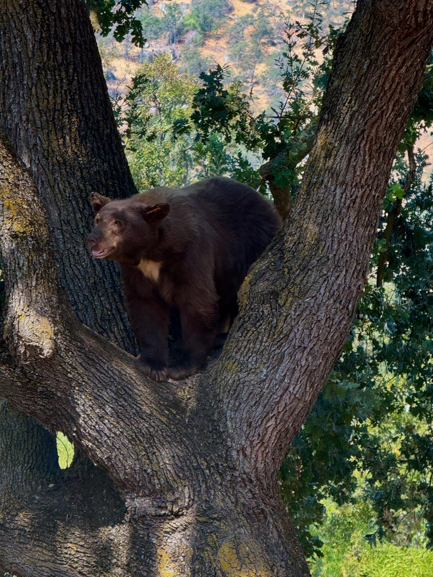 Even bears want to come to Sierra Aesthetics for a salt facial!