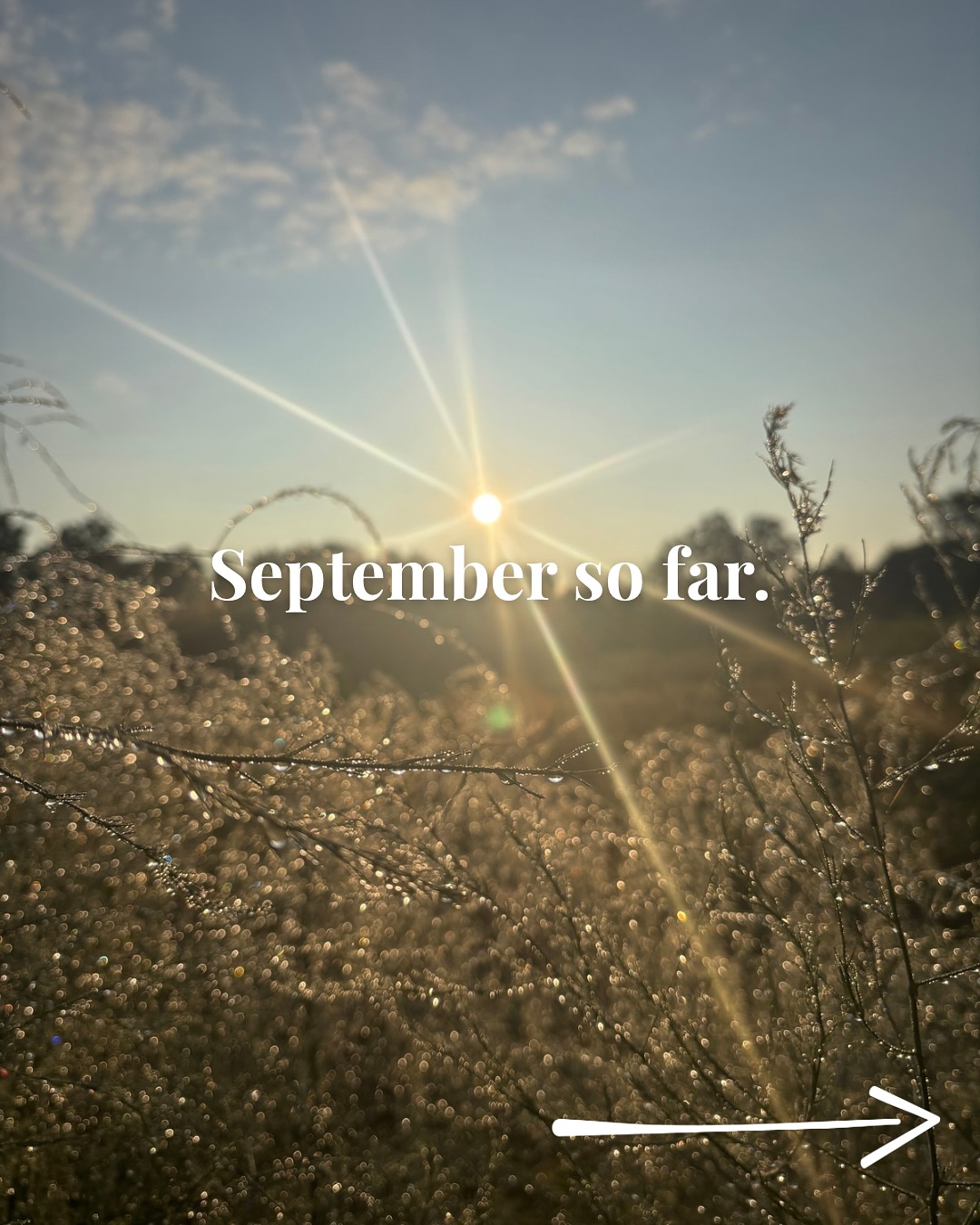 September in the garden.
Abundant. Chaotic. Tired.
Thankful of course that my gardens are providing more than enough for our kitchen, but also hoping things wind down a bit.
📸 :
• Dew droplets looking like ice on the asparagus ferns
• Biggest beefsteak tomato I’ve grown 🍅
• Butternut? 🧐 squash saga continues
• Bonny Best tomatoes finally ripening
• Fall carrot 🥕 check-harvesting soon
• Patiently waiting on this mammoth sunflower to bloom 🌻
• First real sign of autumn 🍂 🐾
• Chicken check 🐓 and morning coffee after night shift 🥱
• Curing onions for storage & packing our house away.
T-minus 27 days until move-in.
#autumn #september #gardening #gardenprogress