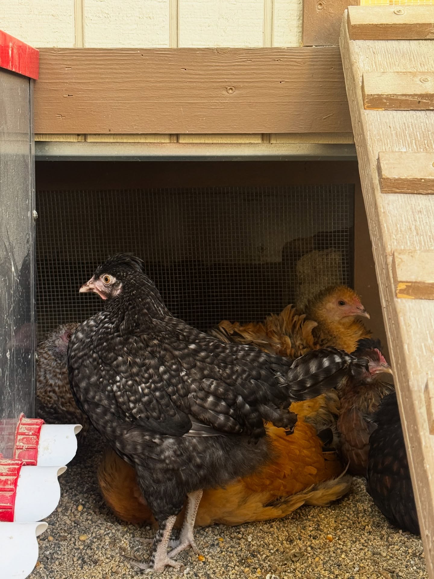 Have I introduced you to our newest roommates yet?! 🐓 After Marge turned out to actually be a Mark (rookie mistake 🙃) and had to be re-homed, Jonathan decided there was no way his “chicken mansion” was going to house just three hens. So what started as a casual Sunday Funday… somehow turned into us bringing home SIX new ladies. 😂🫠
They’re definitely smaller than the OG crew, so for now they’re living in the chicken equivalent of a gated community until they bulk up and can hold their own. The littles are still a bit shy, but more pics are coming—especially once we’ve trained them to come running when called….with meal worms of course (aka their future Olympic sport)! 🏃♀️🐔