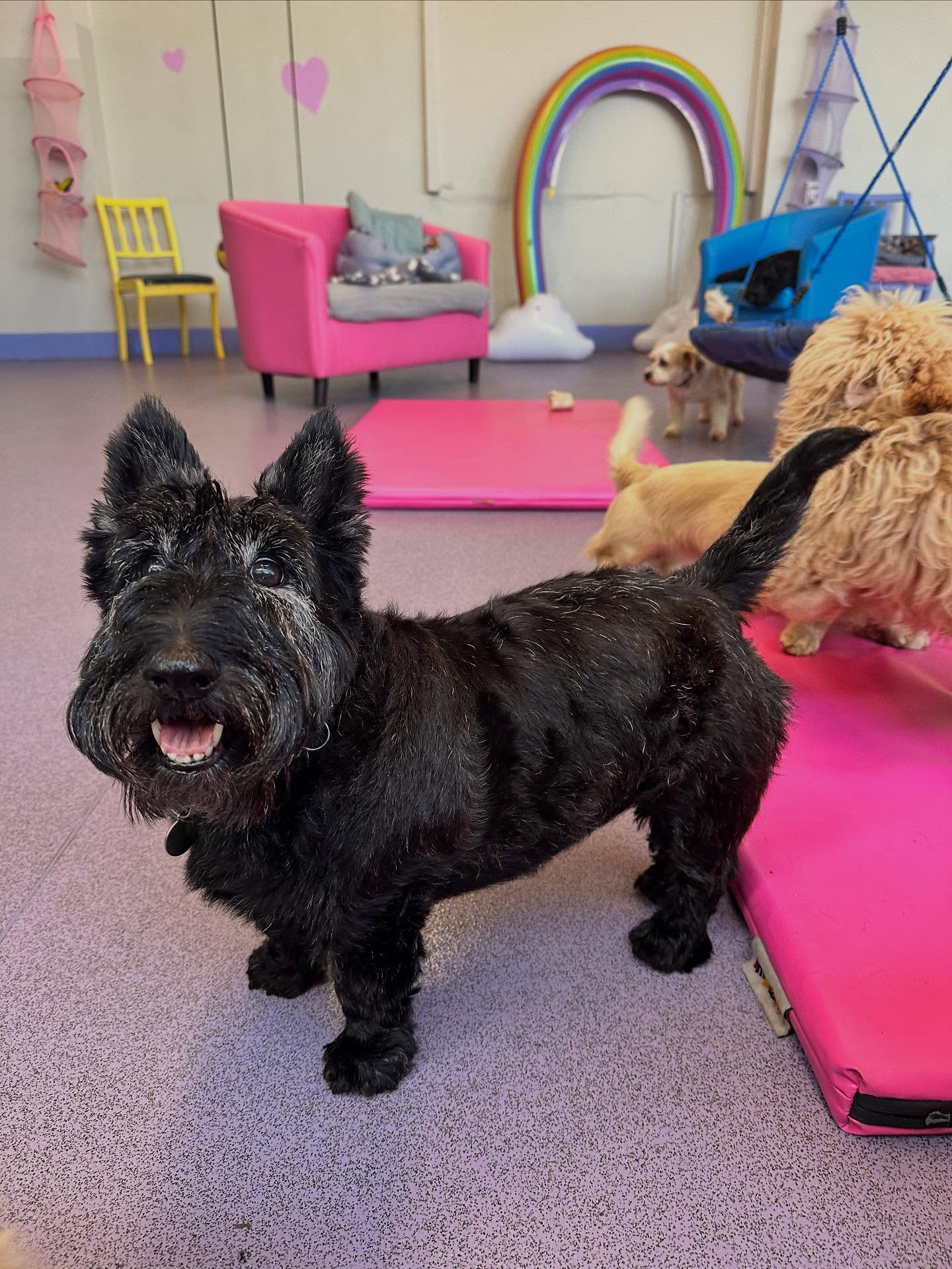 Gorgeous Dot 🩷 we love her so much 🥰 #doggydaycare #warrington #stocktonheath #cheshire #doggydaycareuk