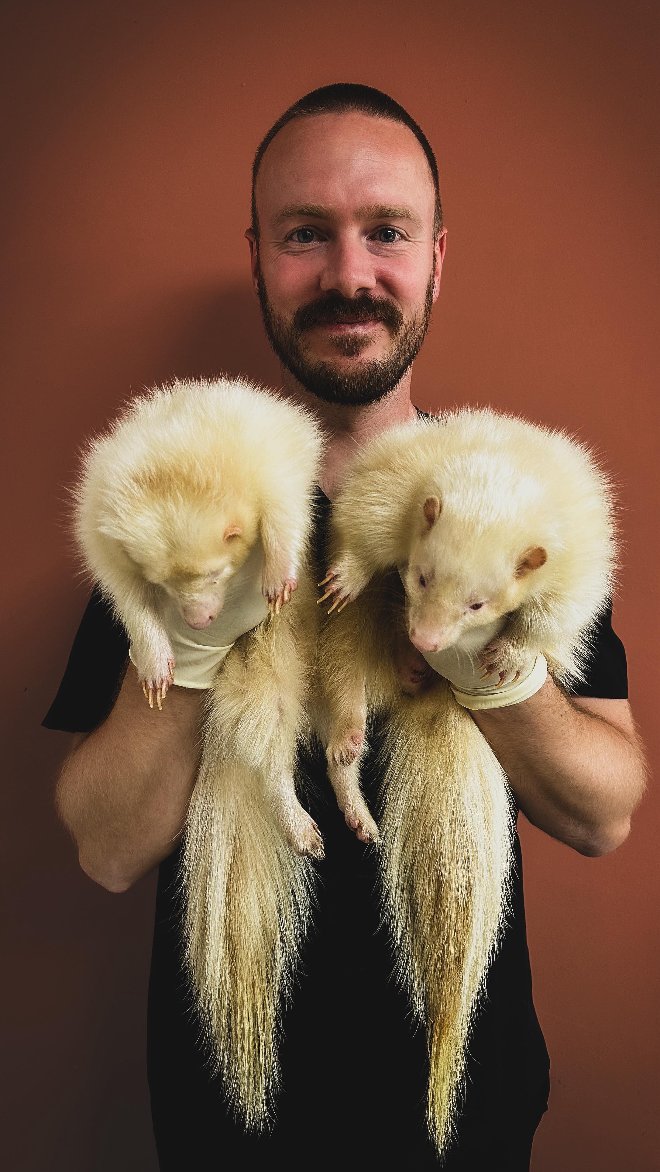 #skunk #stinktier #streifenskunk #skink