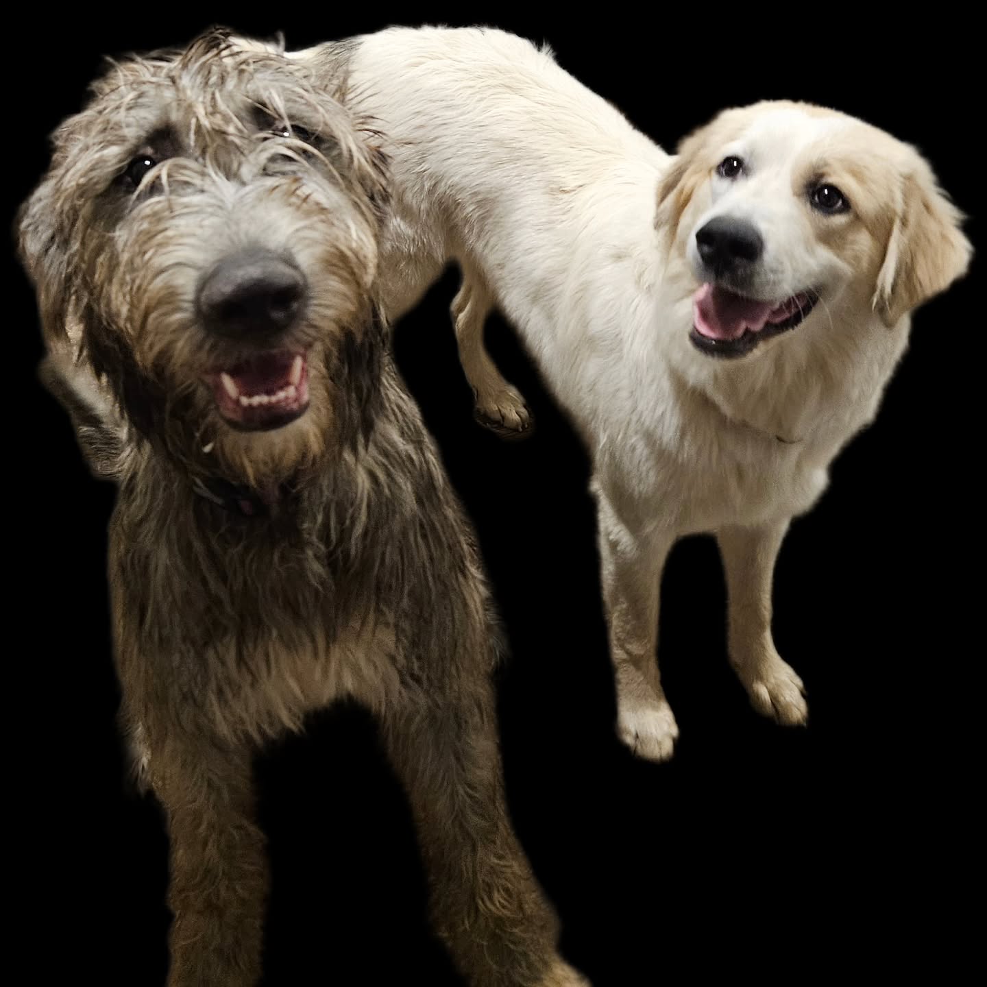 Its all smiles on the farm with these two