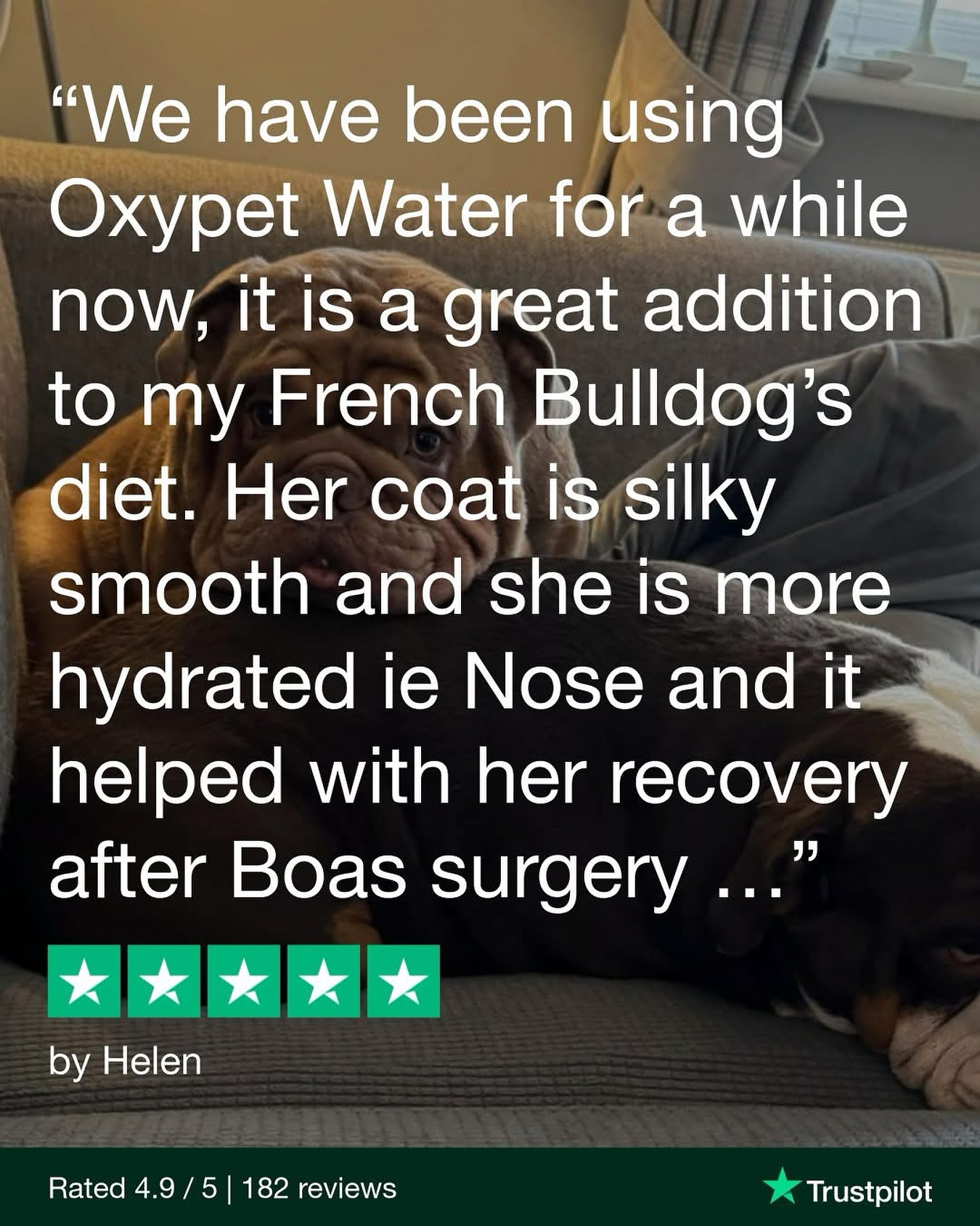 Belle’s Healing Journey 💜
After Boas surgery, Belle’s transformation has been incredible - her nose is darker, her coat shinier, and she’s recovering beautifully.
Her mum Helen believes OxyPet played a big part in that healing process from the inside out.
We’re so proud to support flat-faced breeds through every step of their wellness journey. Thank you Helen and Belle for trusting us.
📍 Give it a try for 90 days and see for yourself: oxypet.co.uk/shop
The truth is pets who have super hydration will have an advantage and easier life.
#HealthyDogs #DogWellness #PetParents #DogsOfInstagram #OxyPet #PetCommunity #Chihuahuas #DogHealth #FlatFacedBreeds #PetWellness #HealthyDog #DogCareTips #OxyPet #PetEducation #Dogs #FrenchBulldogs #BoxerDogs #Pugs #EnglishBulldogs #BrachycephalicDogs