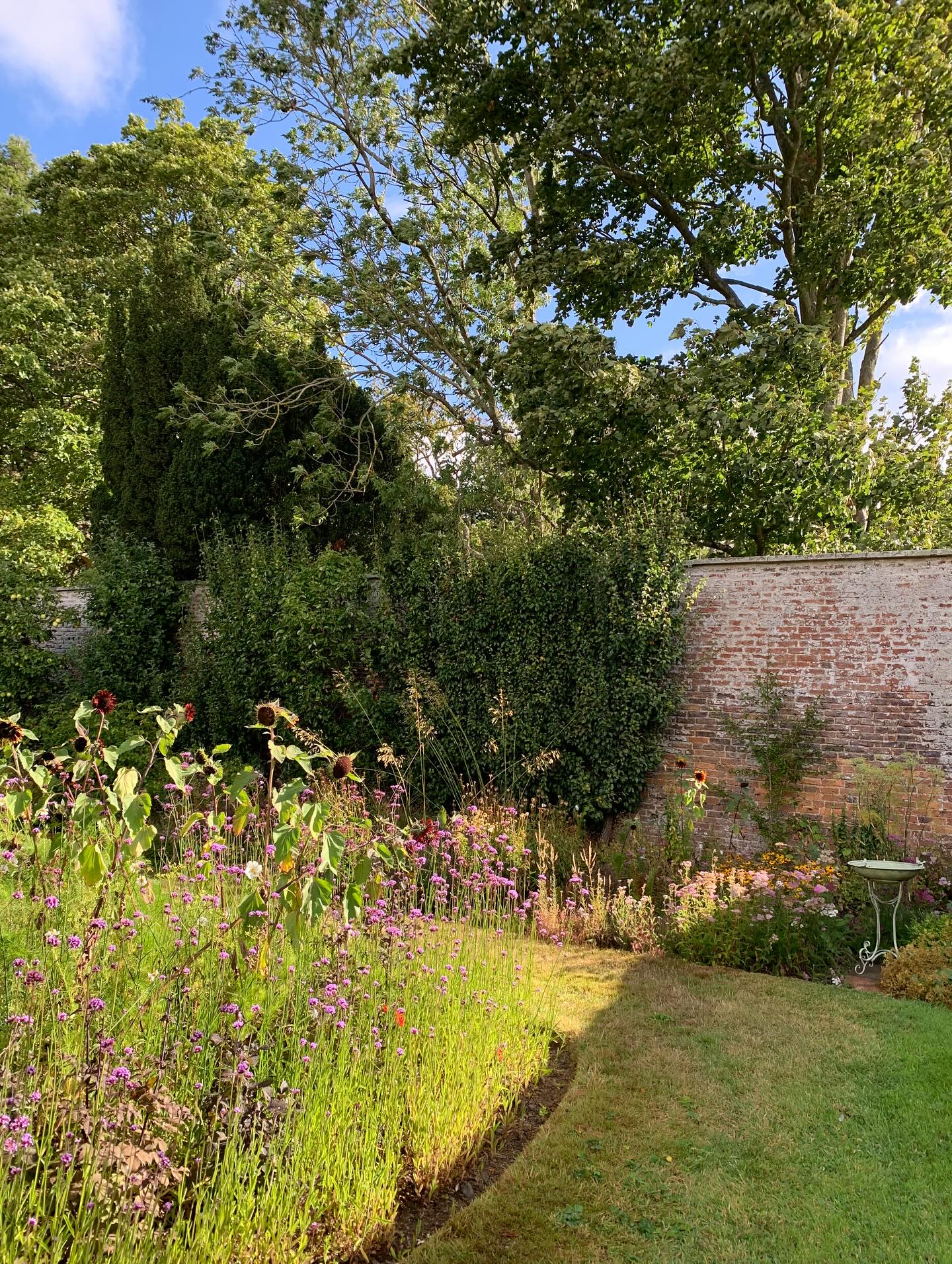 A hint of purple. Verbena bonariensis tints this sepia corner.
If you’re interested in finding out more about our garden in South-east Scotland, you might like to read our regular blog. You can find the link in our profile bio or visit www.thescottishcountrygarden.com. Check out our latest post ‘Wishing Summer farewell.’
#gardenblog #garden #thescottishcountrygarden #scottishcountrygarden #gardenbloguk #scottishgardenblog #headgardenersblog #countrygardenblog
#gardenblogger #autumngarden#scottishgarden #scottishgardener #gardenjournal #scottishgardenjournal #gardendiary #gardenersdiary #oldgarden #walledgarden #oldfashionedgarden #walledgardenblog #gardeninscotland #thegardeninseptember#septembergarden
#gardenwriter #ukgarden #gardensofScotland #gardensofgreatbritain