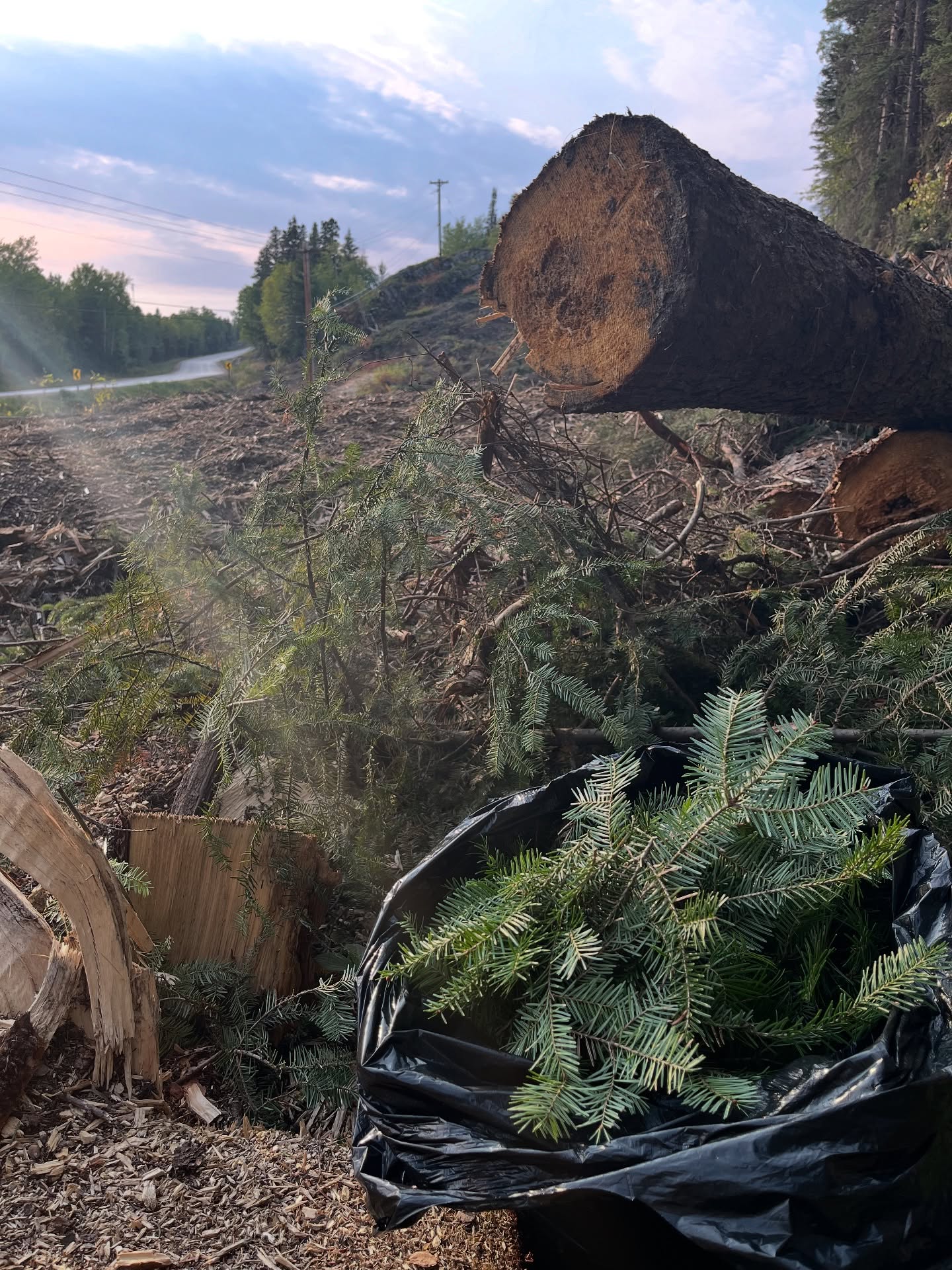 This fire season has been difficult on so many levels. My own home and business location came under threat, and my heart goes out to everyone who suffered losses this year. The forest needs to burn and replenish, but when this happens in our built up and recreational areas, it exhausts and tests those fighting the often uncontrollable fires. In my area, significant hydro line clearing is being done to reduce future impacts to critical infrastructure. This clearing means downed trees that will be mulched. This is an opportunity for me to salvage and gather significant amounts of a few key botanical ingredients that are often difficult to harvest sustainably in a suitable quantity. Balsam fir needles are the main ingredient in my cleansing balm, and also contribute to the grooming oil and shave soap products. Now I can take larger quantities from trees that are already cut and down while still leaving some to decay and provide much needed nutrients to the soil. I’m fortunate to have captured this sustainable opportunity. #wekuskowild #skincare #balsamfir #cleansingbalm #treesalvage #sustainability #manitobamade #womanrun