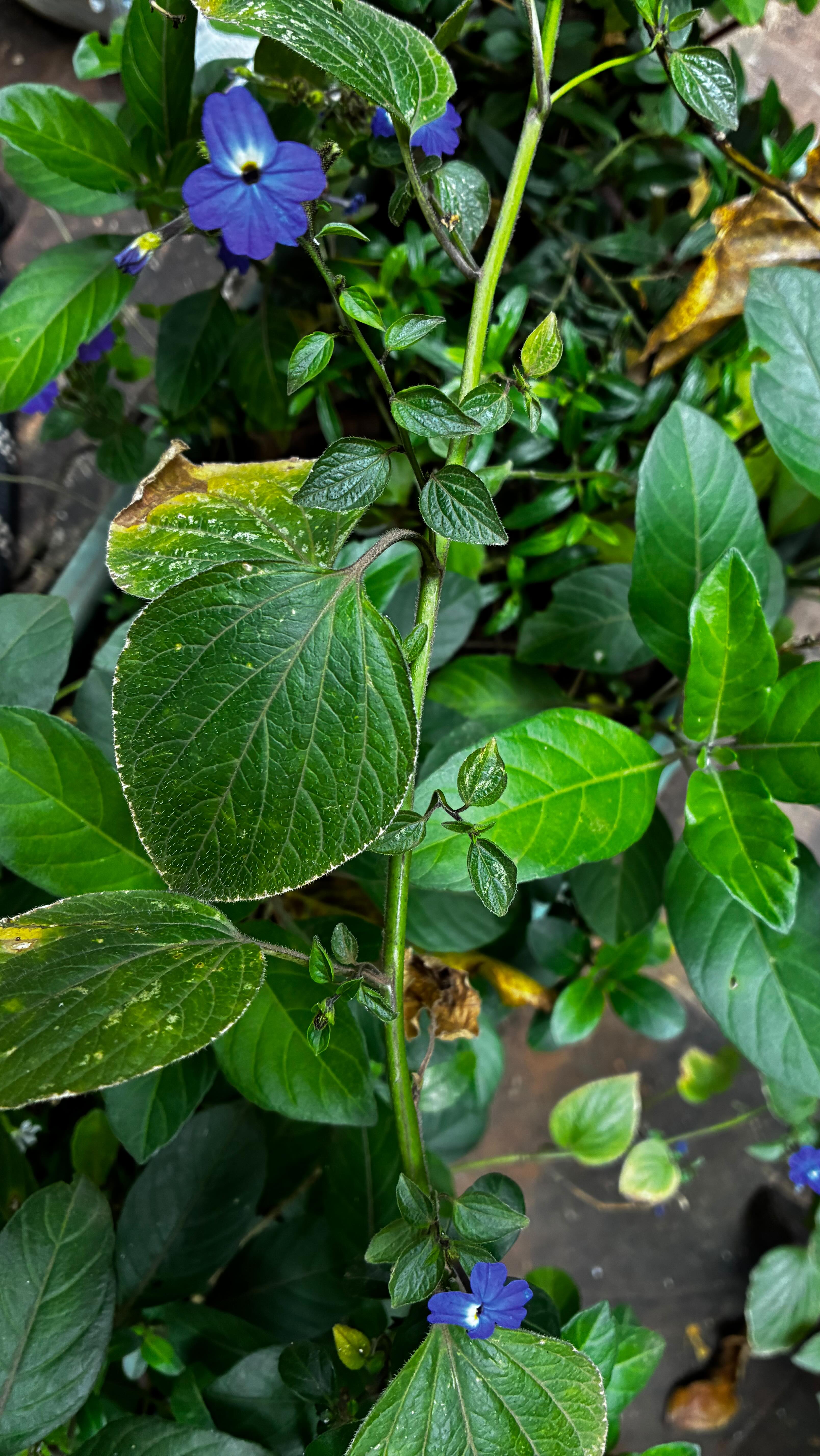 Catching all of the magic in our yard and on our walk today! 🪻🐝