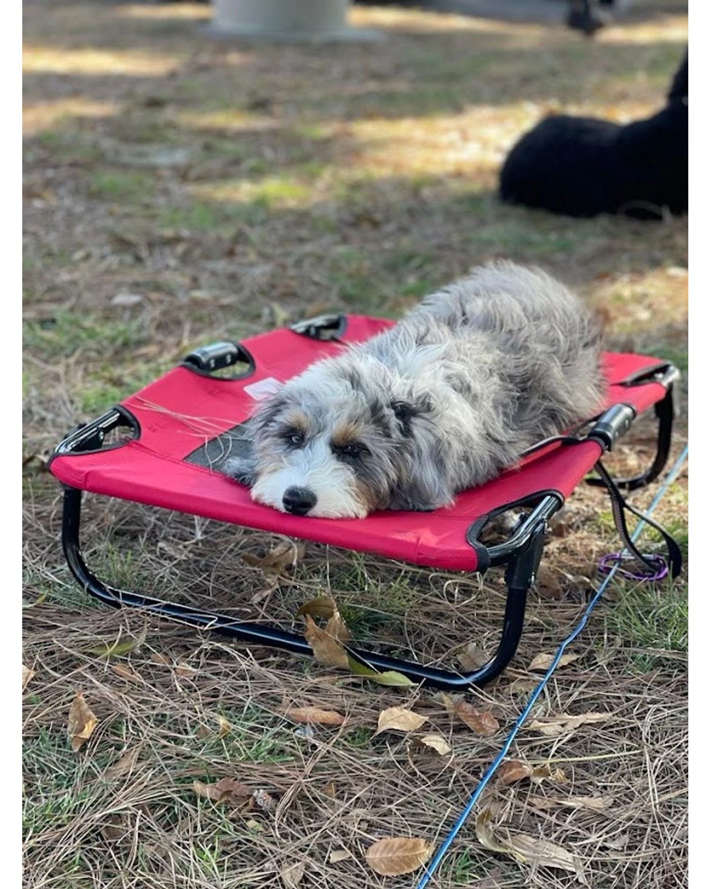 🐩Explore customizable training programs designed specifically for your pet's unique needs.
Tailored training ensures a stronger bond and better behavior, making every moment with your furry friend enjoyable.
Contact us for more information on how to enroll your pet in a Customized Training Program. ***Info in the Bio ⬆️***