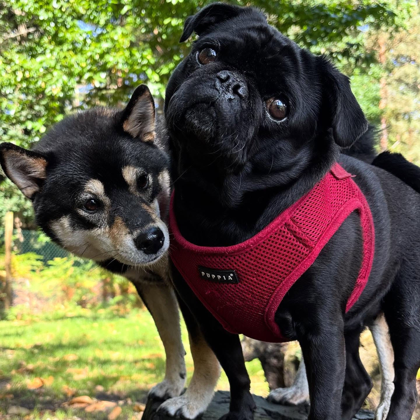 Besties with the ultimate head tilt game 🐶❤️🐶 Double the cuteness, double the attitude. #DynamicDuo #TiltAndChill #FriendshipGoals