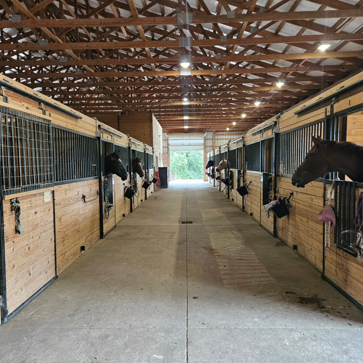 So blessed to be able to take care of these beautiful horses!