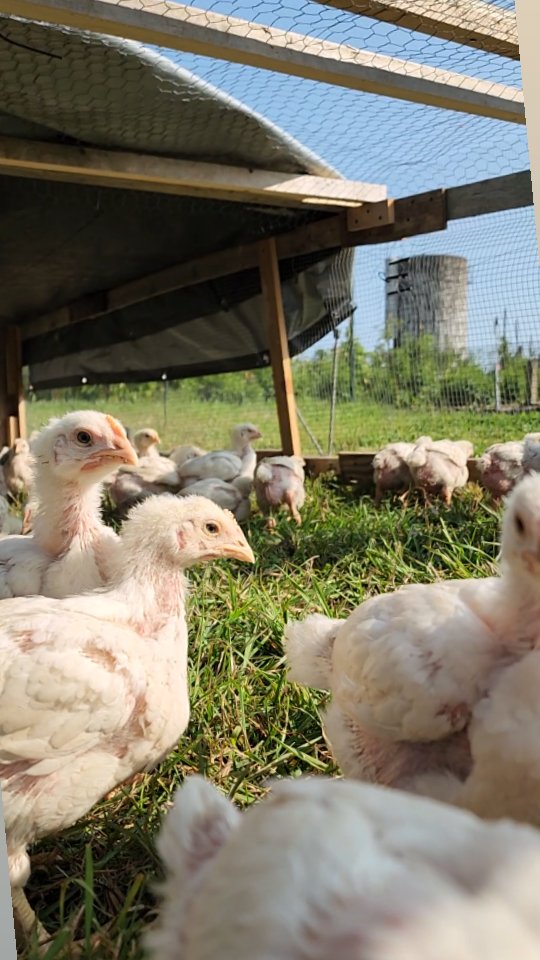 Our fall batch of broiler chickens is officially on pasture! This is easily the most feisty group we've raised to date. Nothing beats the sight of livestock on fresh pasture!
Stay tuned for our marketing announcement for this batch! We're looking at the second or third weekend of October for finishing. Those of you who have asked to be put on a wait list for whole pastured chickens, you'll be the first that we will contact.