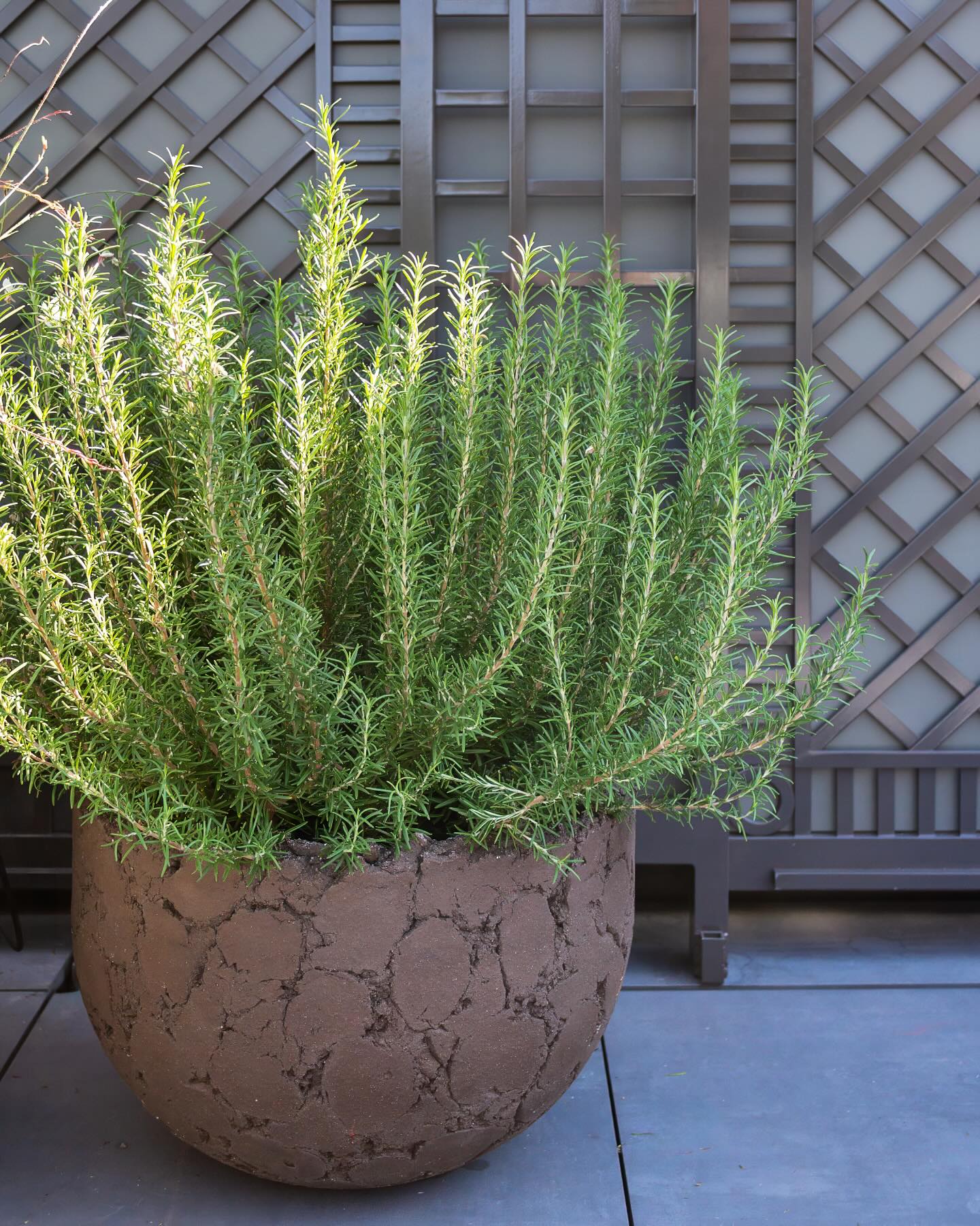 Happy Monday! We love this little moment of texture on the roof deck with the crackled finish on the pot and the rosemary (which also smells SO good!) 🌿 Simple, but makes an impact.
.
.
.
.
.
#citygarden #garden #gardendesign #growsomething #gardenlove #boston #backbay #containergarden #gardenstyle #instagarden #landscaping #outdoorliving #outdoordecor #outdoordesign #gardenlife #curbappeal #windowbox #home #bhg #bhghome #bostonhome #rslove #plantlove #igboston #theprettycities #mytinyatlas #roofdeckgarden