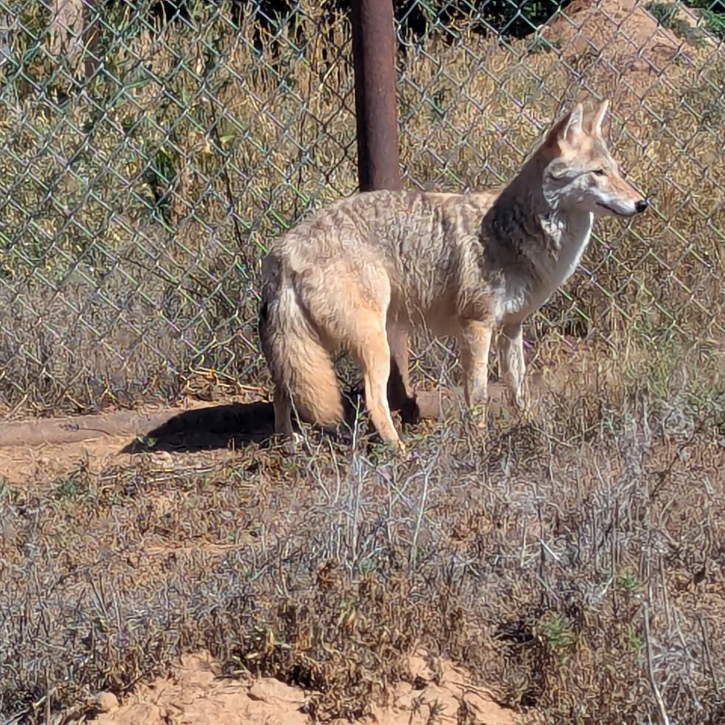 It is with so much excitement and joy that we introduce Bindi our new female coyote! Bindi arrived from Montana, yesterday September 6th, 2025! She is adjusting to her new habitat and is acting in typical coyote fashion and feeling a bit skittish. We know with time, affection, and care Bindi will come to like us as much as we all love her! Join us at our daily feeding and join us in welcoming sweet Bindi! #rmwildlifepark #canislatrans #coyote