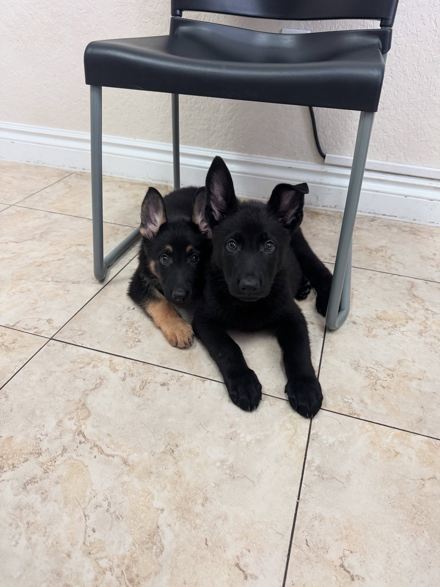 Vet check!
All of the puppies got vaccines, microchips and health certificates. Everyone is starting to leave this weekend for their new homes.
Bronté is still available and ready to go tomorrow!
•
•
#germanshepherd #gsd #blackandtangermanshepherd #blackgermanshepherd #igp #psa #workingdogs #sportdog #akc #ukc #iabca #germanshepherdpuppy