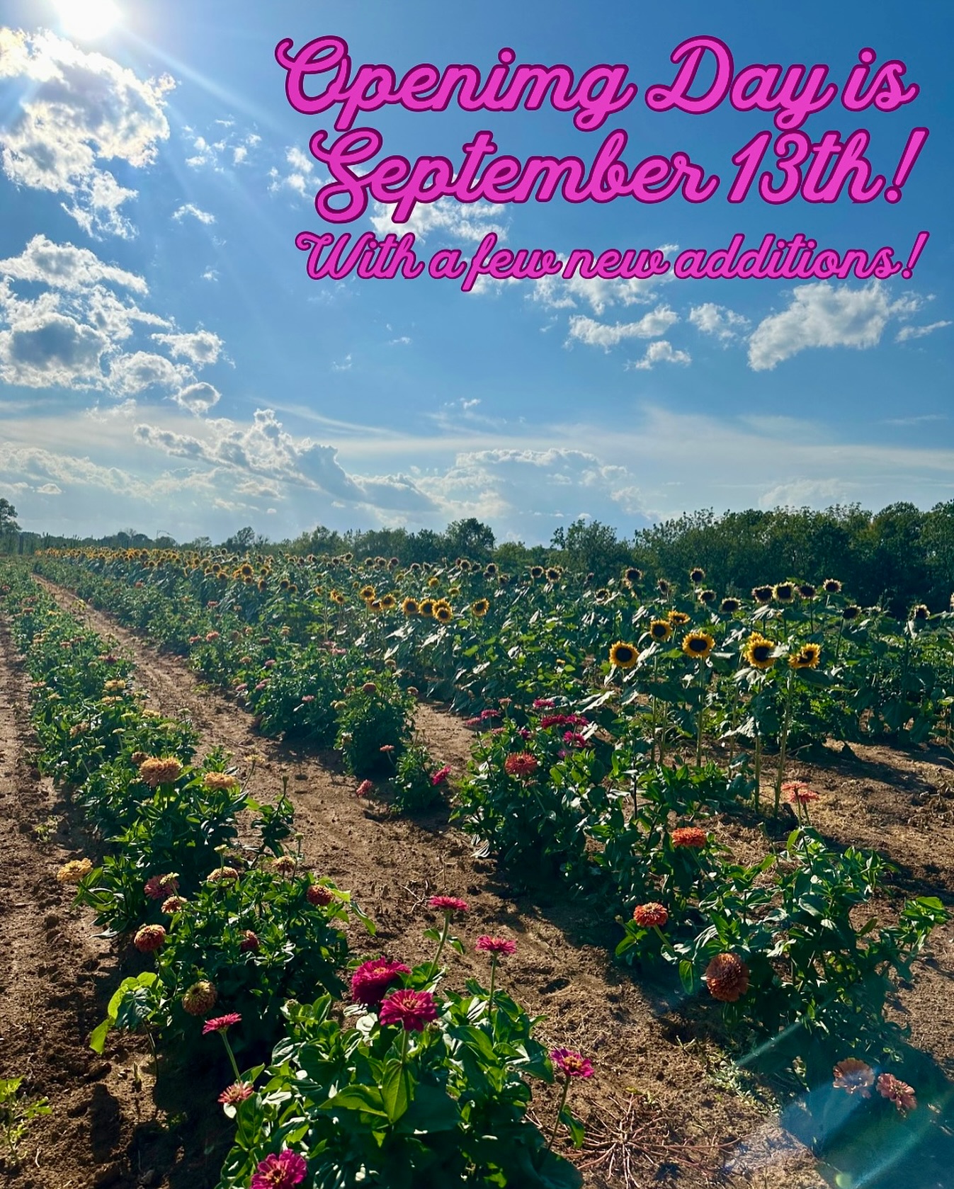 🍎Opening Day for Annie’s Orchard is Saturday 9/13 at 10:00 am!✨
This year we’re also going to have pick-your-own flowers as well as pick-your-own pumpkins with our usual apple pickin! Come see me & get the fall vibes goin!😛🩷