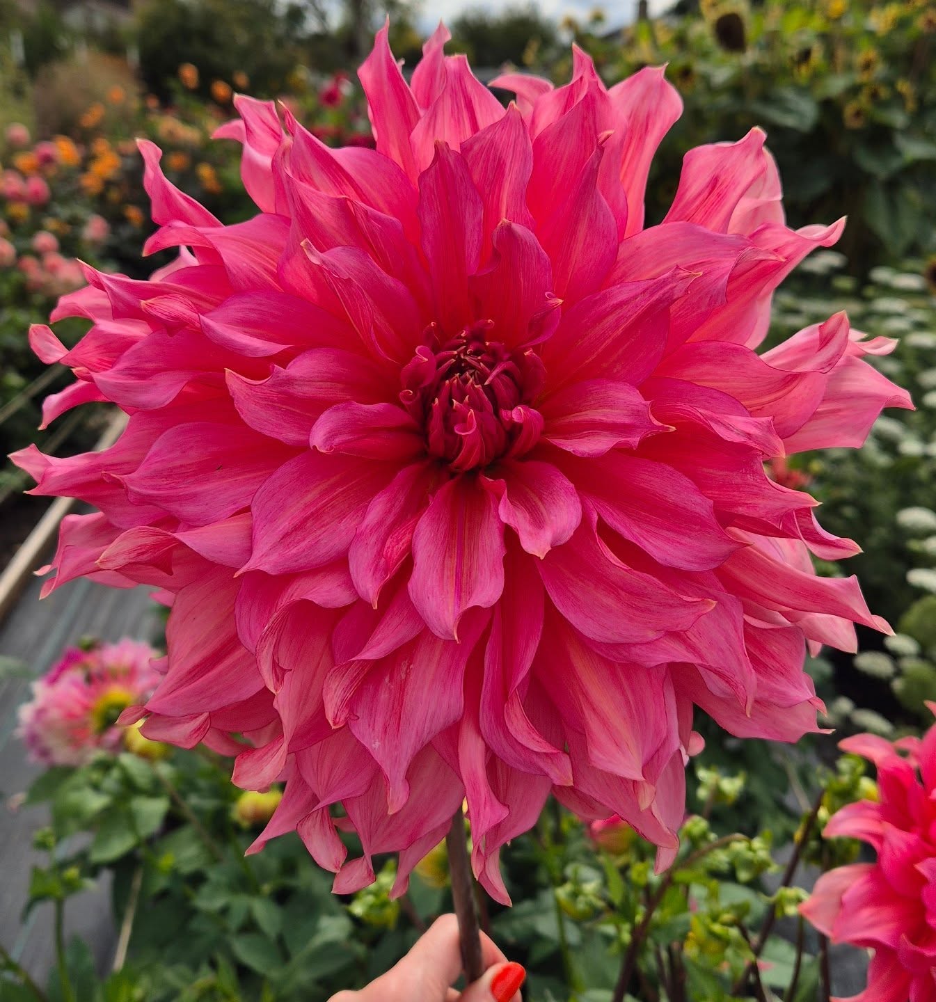 Holy crap, she's a beaut 😍
This is an Islander, one of the very few tubers I managed to store over winter without it going mouldy! Clearly, she's a bruiser and doesn't mess around. It's too big for bouquet work, but it's just the right size for my mantel piece 😬 #sorrynotsorry
#britishflowerfarm #britishflowerfarmer #countrysidelife #countryside #flowers #flowerfarm #chewvalley #valleybloomsflowerfarm #organicflowers #cutflowers #valleyblooms #flower #flownnotgrown #countrylife #dahlias #britishdahlias #bouquet #farmstand #nature