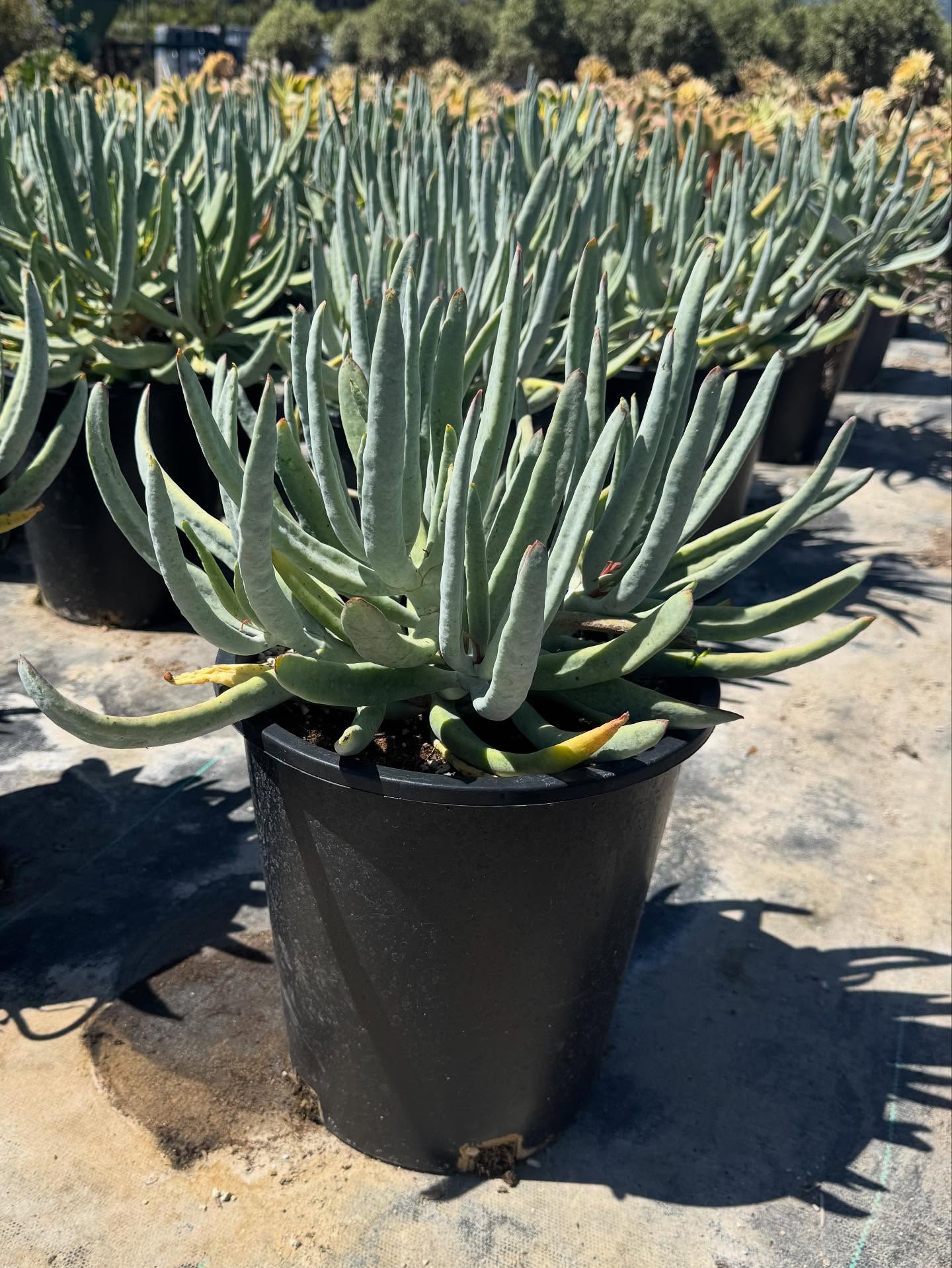 #SucculentSunday featuring Unique Texture & Stripes
Cotyledon ob ‘Flavida’
Cotyledon ‘Silver Dollar’
Agave ‘Kara’s Stripes’
Currently available in 5 gallons at West Covina Nurseries. Place your order today! (805) 964-8270