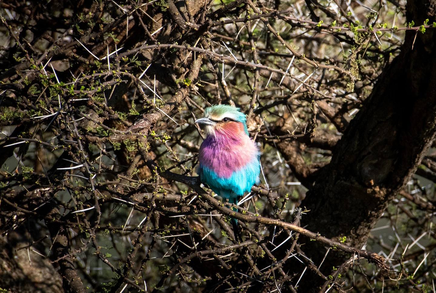 Perched in an acacia tree, a lilac-breasted roller waits patiently for the perfect moment to swoop down on unsuspecting prey — anything from beetles and grasshoppers to small lizards and even other birds. Known for their dazzling colours and spectacular aerial displays, rollers are a favourite sight across Loisaba.
Did you know Loisaba is home to more than 360 species of birds? From tiny, iridescent sunbirds to powerful raptors, this incredible diversity makes our landscape a haven for birdwatchers and a vital refuge for East Africa’s avian life. Protecting habitats here means safeguarding not just iconic species like elephants and rhinos, but also the colourful characters that fill our skies and trees.
Photo © Roshni Lodhia | Loisaba Conservancy
#LandConnectedLifeProtected #Birdwatching #WildlifeConservation #NatureLovers #EcoTourism #AvianDiversity #BirdPhotography #ColourfulBirds #EcologicalBalance