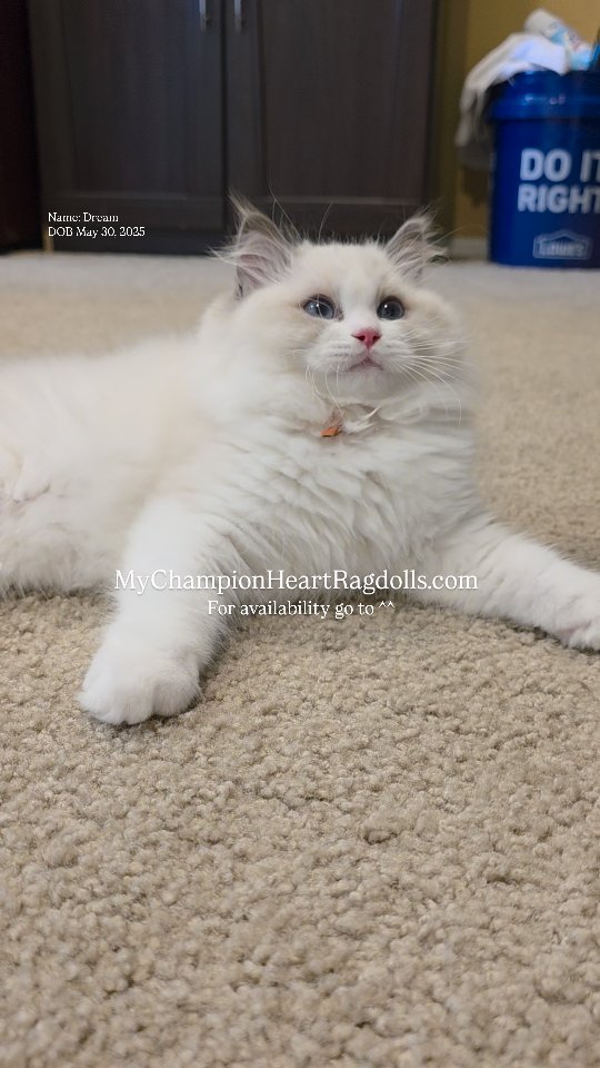 🚫No longer Available 🚫. Visit website for process details and for all that are currently available. Email first, I do not check text messages often unless I move an inquiry from email to text.
Name: Dream
Born May 30th, 2025.
MALE
BLUE BICOLOR
Parents:
MyChampionHeart Dumpling’s & Diamond dolls Alexander
For kitten inquiring:
⭐️Fill out questionnaire, email complete form to MyChampionHeartRagdolls@gmail.com
#mychampionheartragdolls #ticabluebicolorragdoll #cfabluebicolorragdoll #bluebicolorragdollkittens #ragdollkittensincalifornia