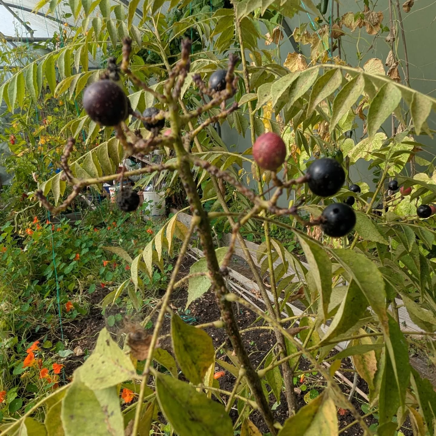 Curry leaf plants. I'll have loads. I've been growing a couple of plants for years now and tried propagating from cuttings to no avail. This year I let them flower and fruit and here they are. Loads of plants. Yum.
#curryleaflove