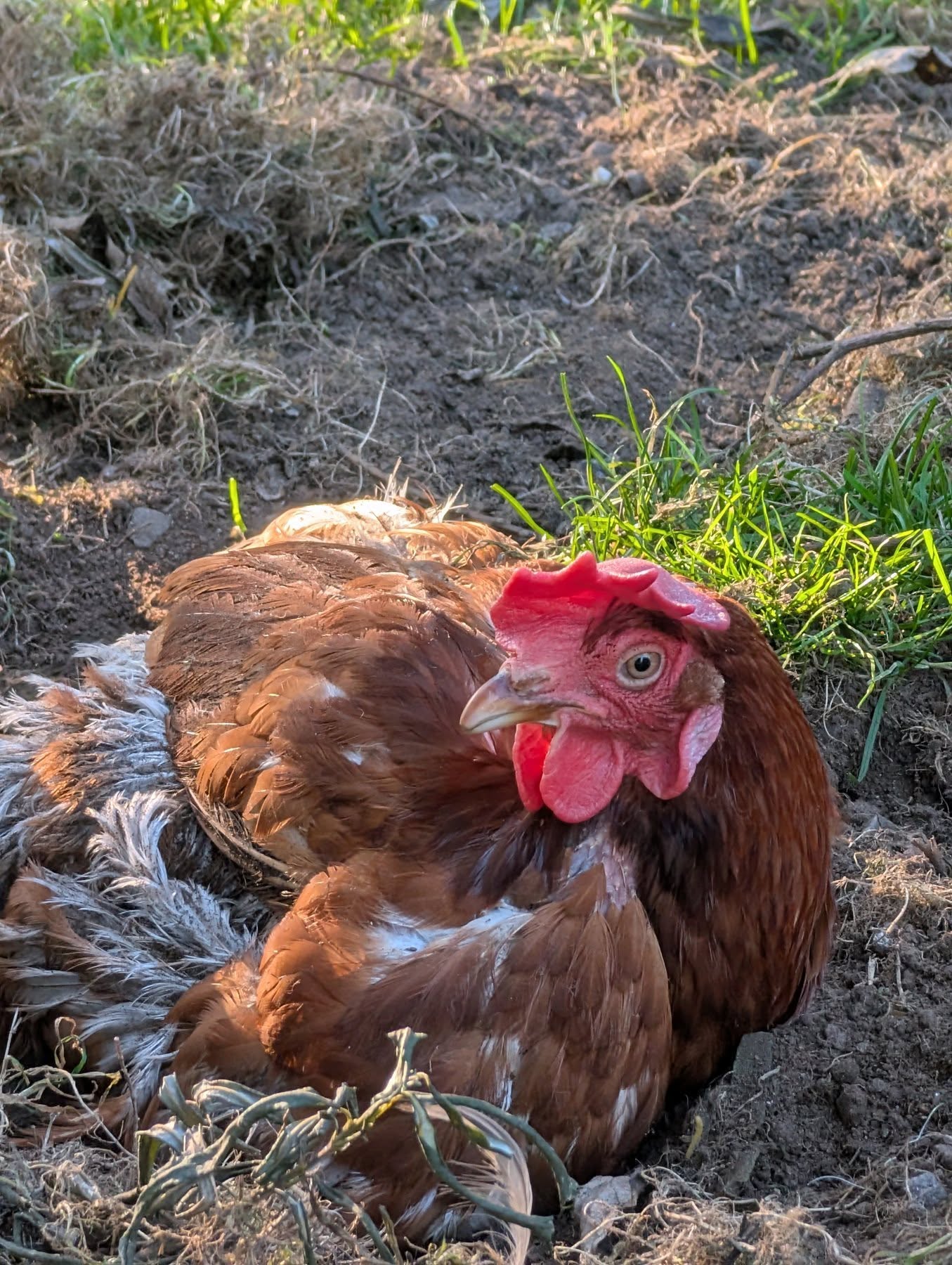 Dotty one of our new rescue hens from @britishhenwelfaretrust enjoying her new found freedom with a dust bath 🥰
.
.
.
#lowerwillsworthy #hen #chickensofinstagram #britishhenwelfaretrust #animallovers❤️ #love #instagood #cute #holidaycottagesuk #dartmoorholidays #dartmoorholidaycottage #holidaycottagedartmoor #escapetothecountry #countryretreat #cottageholidays #countrylife #devonlife