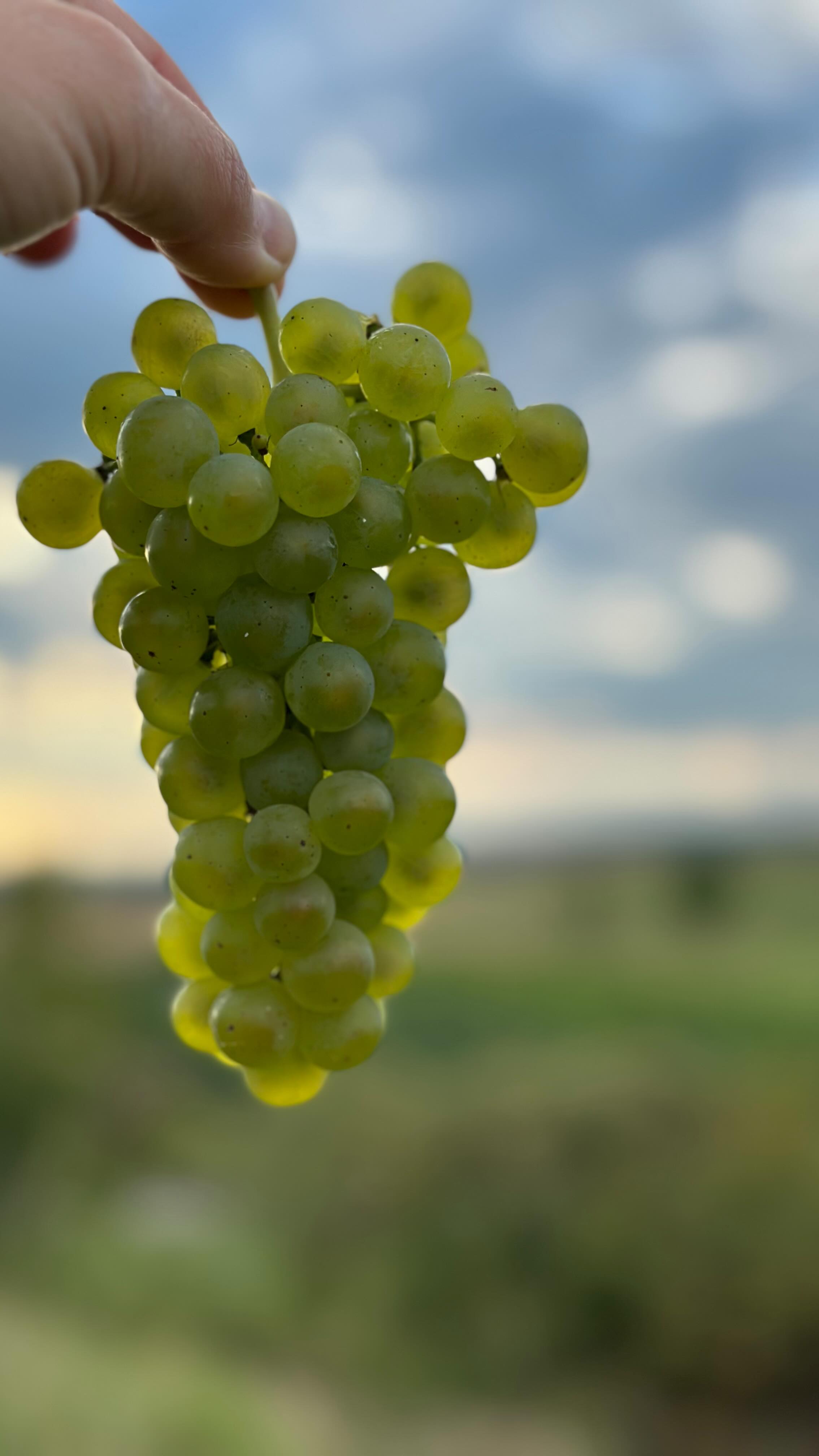 Isn‘t it obvious? 😏😏😏 #austrianwine #kamptal #huglsprudl #harvest2025