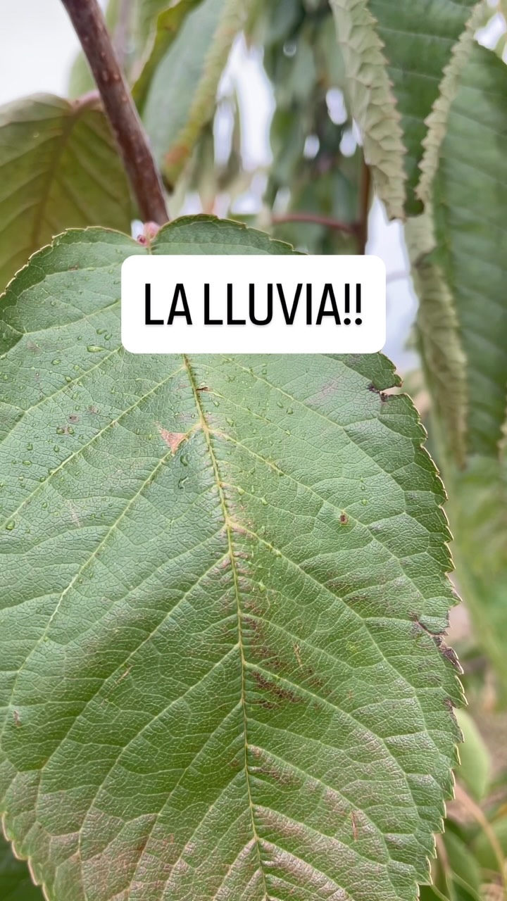 Queremos lluviaaaaaaa!!!#allande #asturias #kumacherries #cangasdelnarcea #linares #cerezas #cerezas🍒 #agricultura #suroccidentedeasturias #productores