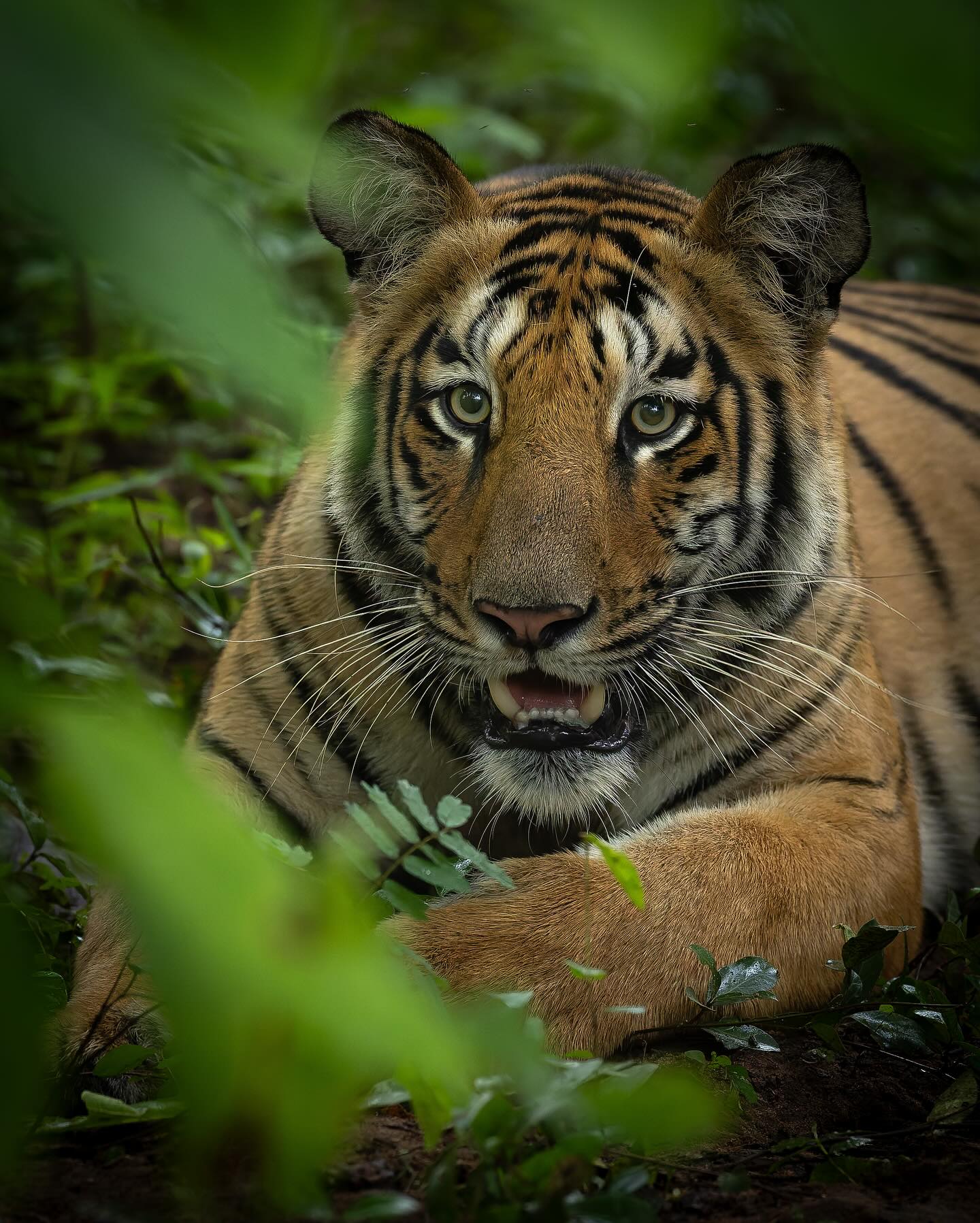 I went to Tadoba Tiger Reserve in India to get a portrait of a tiger in the lush green forest of the monsoon. I got it - couldn’t be more thrilled! What an incredible place and country♥️🐅
#bigcat #tadoba #bigcatsphotography #india #tiger