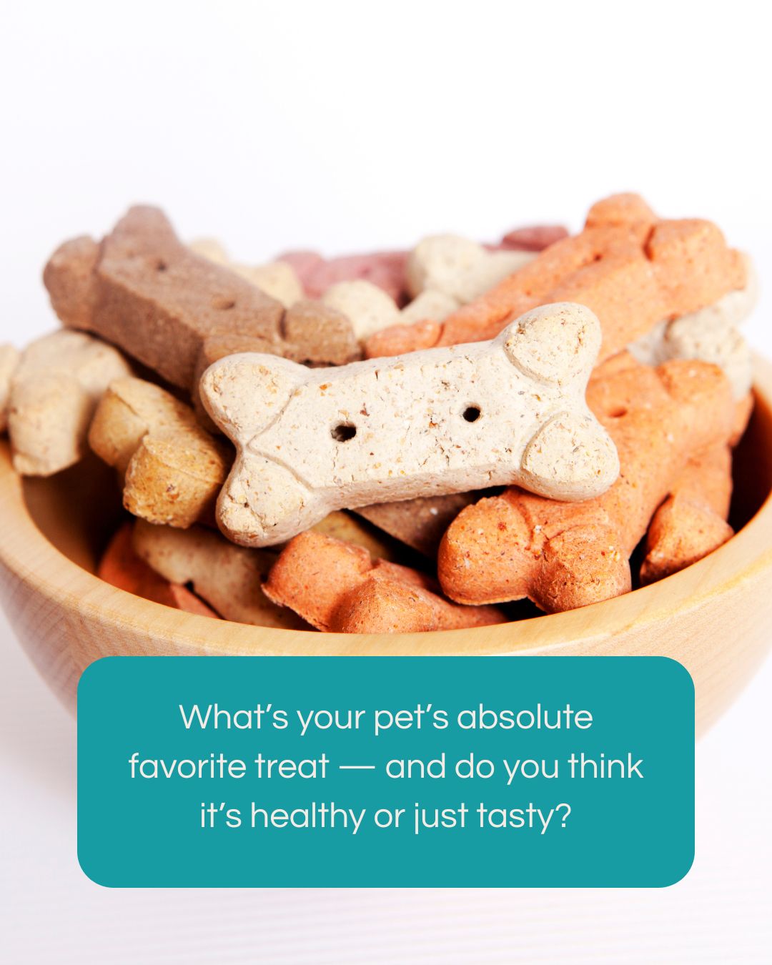 🍪🐾Treat time! Every pet has that one snack they go crazy for.
We’re curious — what’s your pet’s all-time favorite treat? And do you think it’s more on the healthy side… or just irresistibly tasty?
👉 Share in the comments — we’d love to hear what makes your furry friend’s tail wag!
#PetParents #PetCare #HealthyPets #PawshPetauPairs