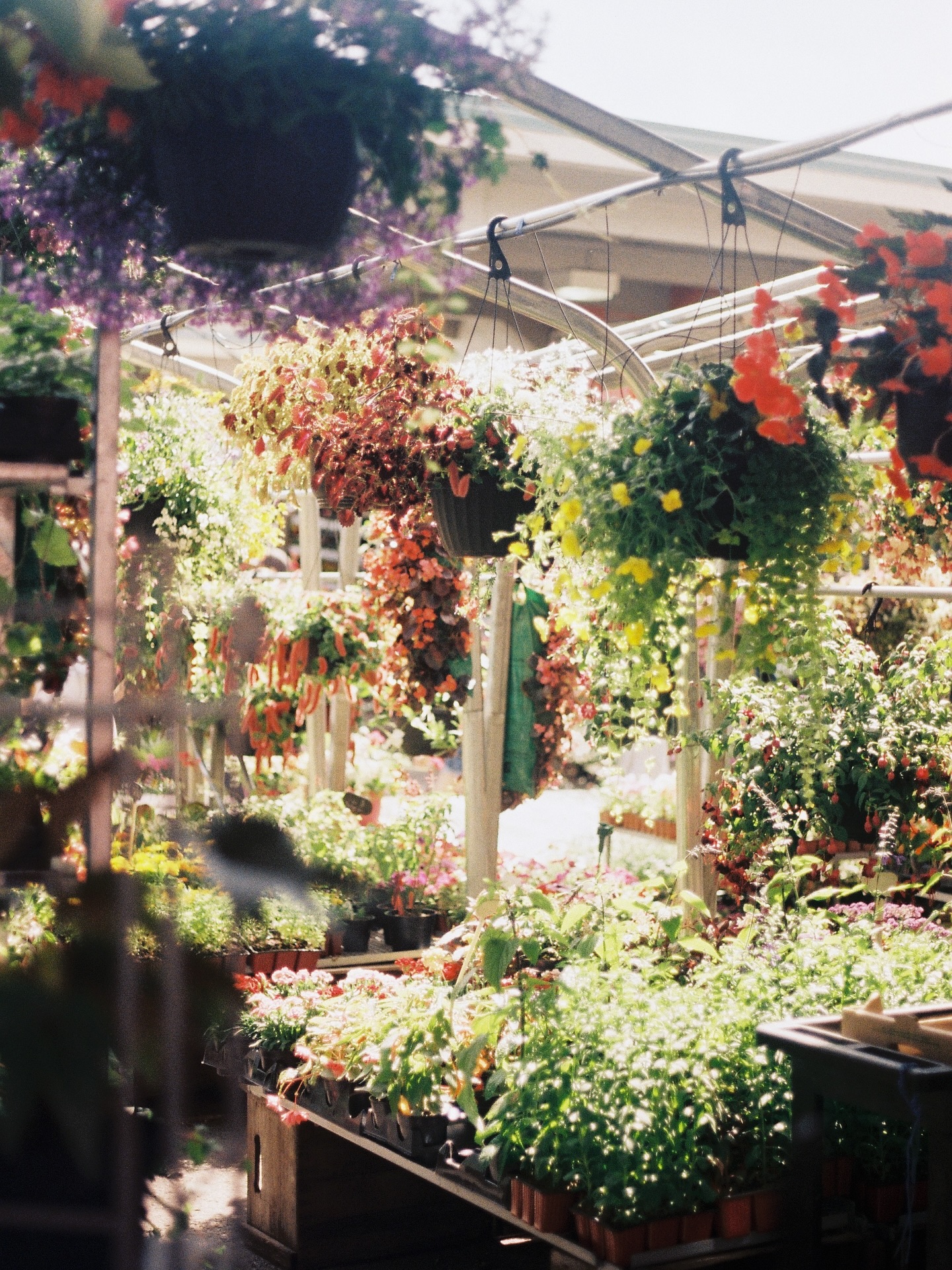 -
#filmcamera #film #camera #photography #mood #moodygrams #instagood #lomography #日常 #color #colorfilm #analoglove #filmy #canonae1 #kodak #montreal #canada