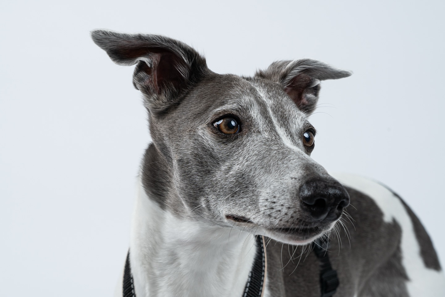 Nima hat uns im Studio besucht und sich von seiner schönsten Seite gezeigt. Mit seinem sanften Blick und der eleganten Ausstrahlung war er ein echtes Highlight vor der Kamera. 🐾✨ Danke an @karma_hund für die tolle Zusammenarbeit – immer wieder ein Vergnügen!
#hundeliebe #studiophotography #hundeportraits #dogphotography #carloquastfotografie #whippetlove #hundeshooting #tierfotografie #karmahund